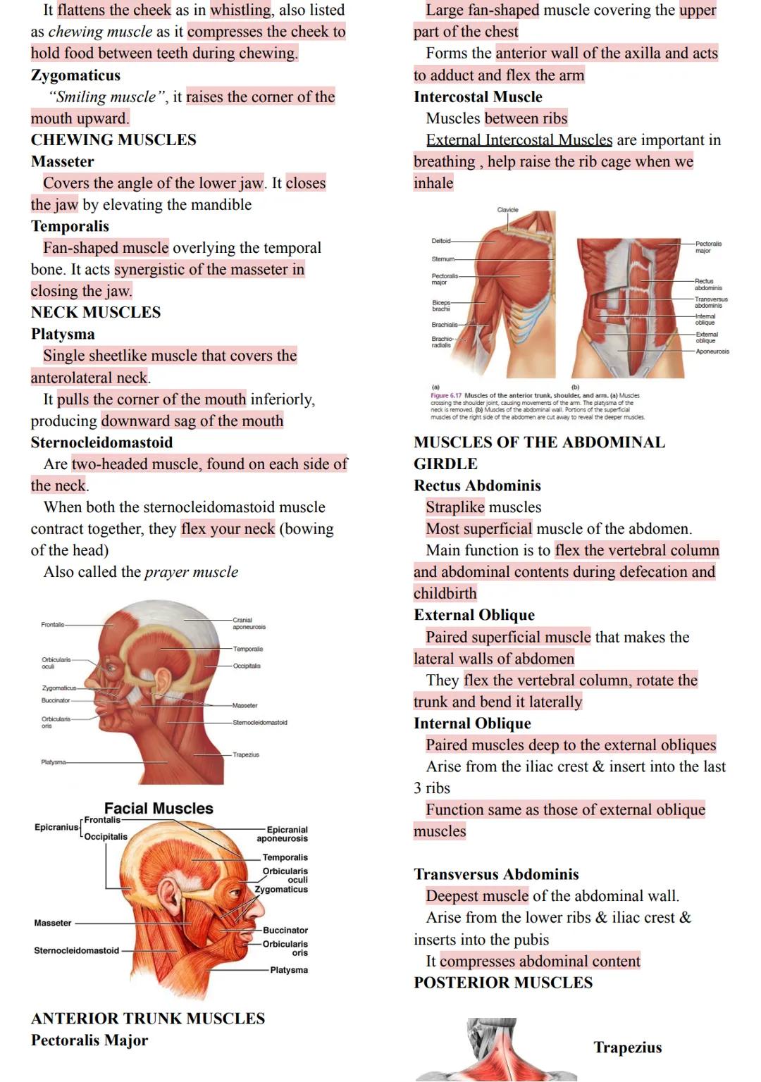 MUSCLES
Came from the Latin word mus meaning
"little
mouse"
40-50% of body weight
Responsible for all body movement
Viewed as machines of th