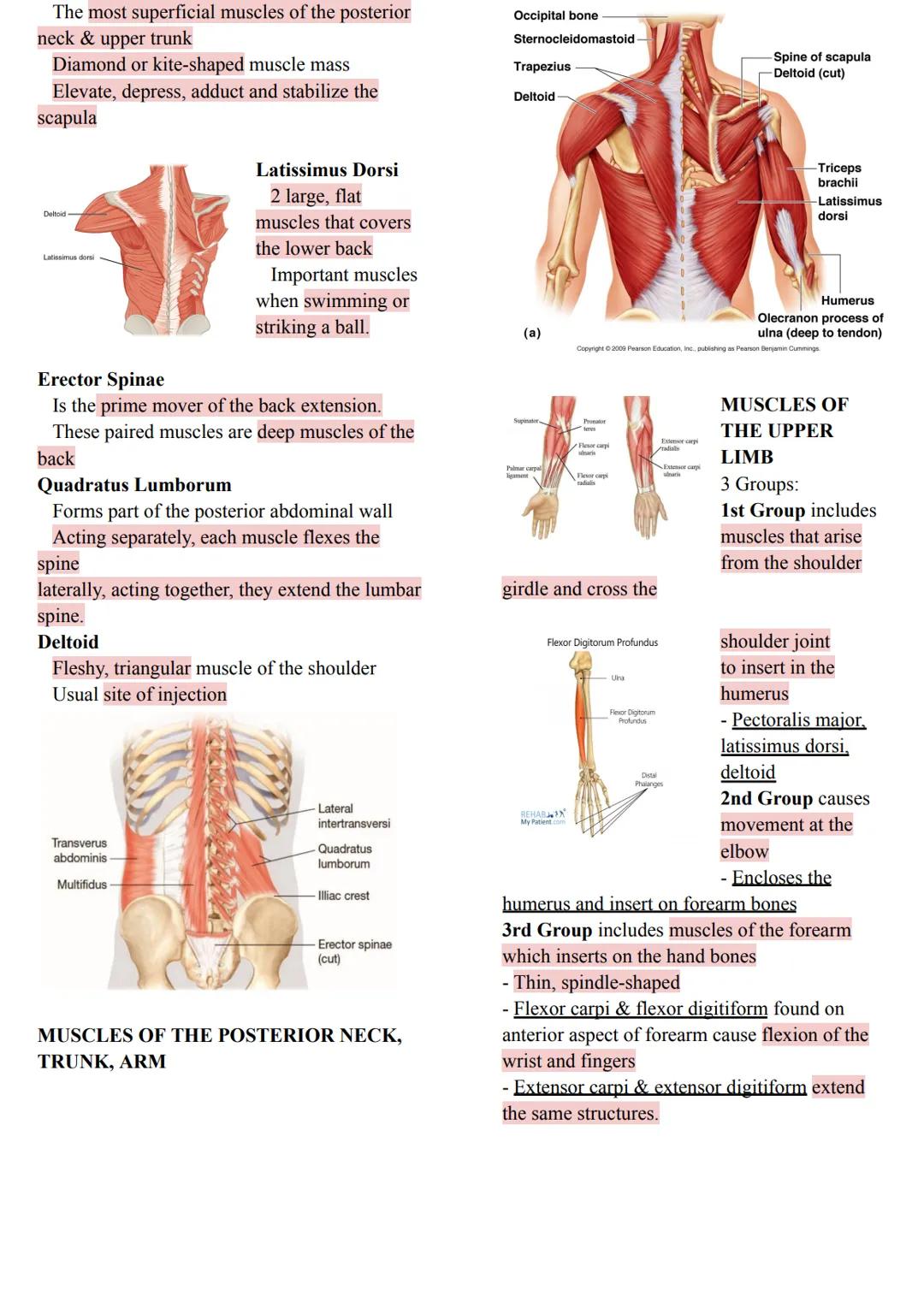 MUSCLES
Came from the Latin word mus meaning
"little
mouse"
40-50% of body weight
Responsible for all body movement
Viewed as machines of th
