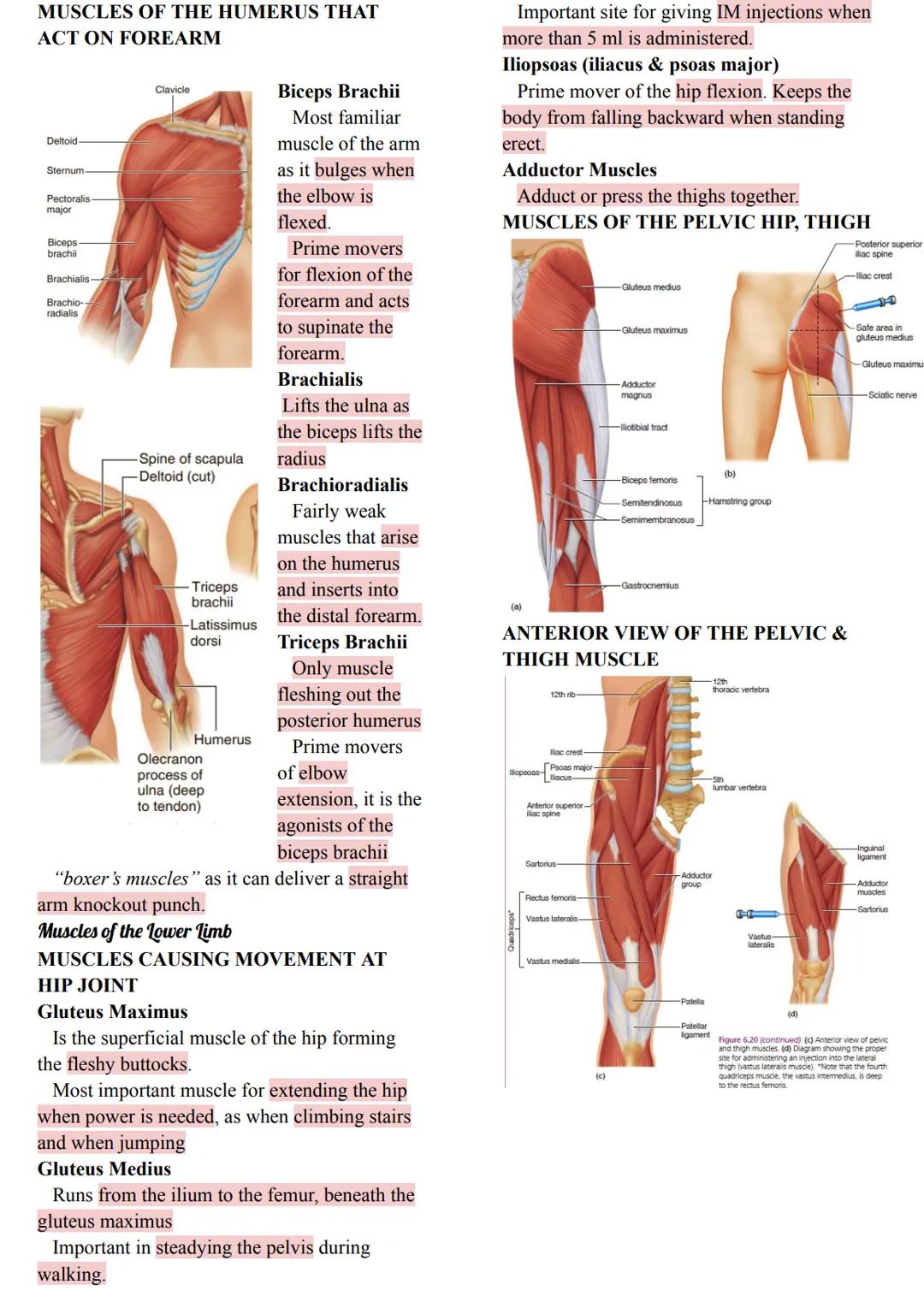 MUSCLES
Came from the Latin word mus meaning
"little
mouse"
40-50% of body weight
Responsible for all body movement
Viewed as machines of th