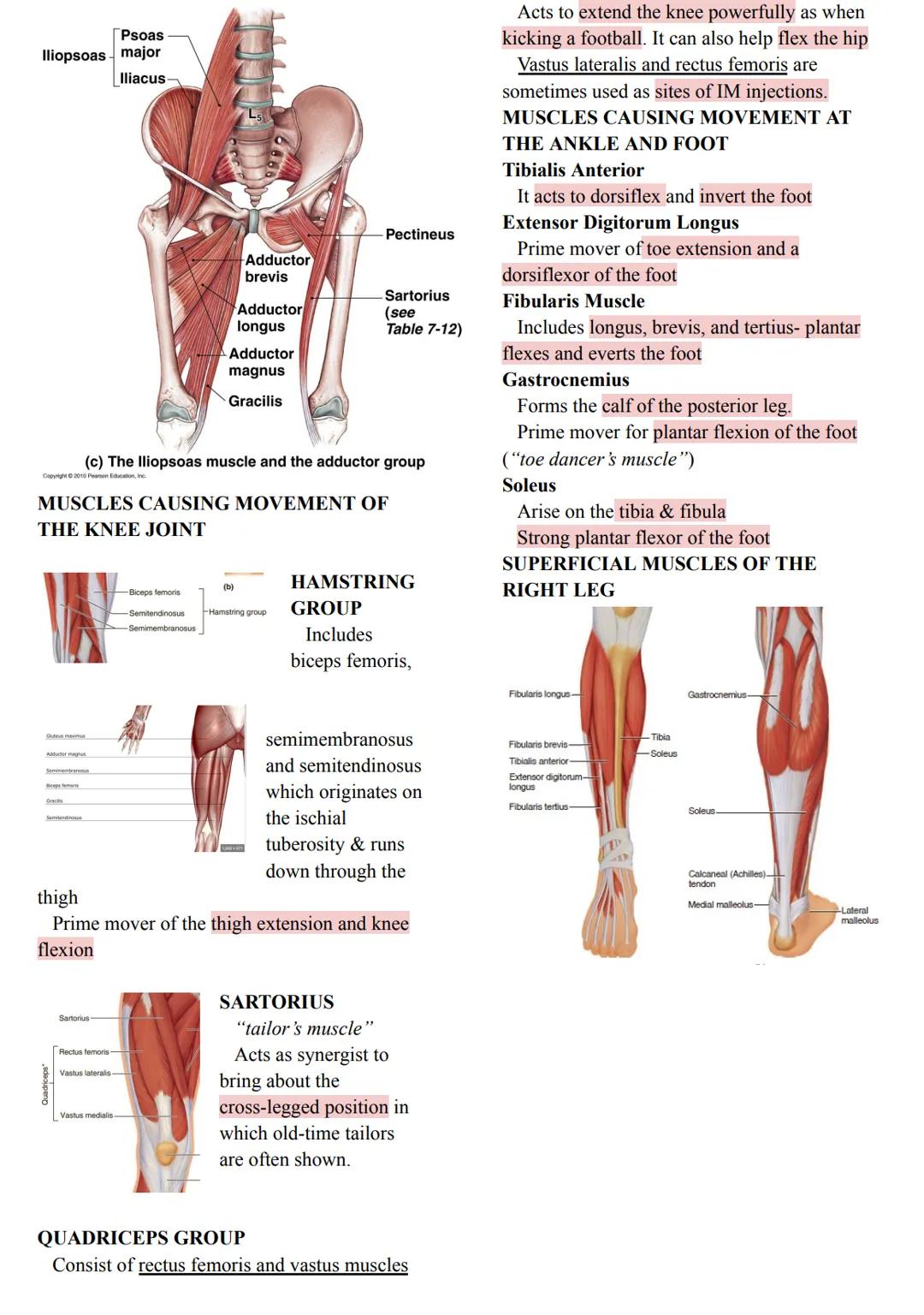 MUSCLES
Came from the Latin word mus meaning
"little
mouse"
40-50% of body weight
Responsible for all body movement
Viewed as machines of th