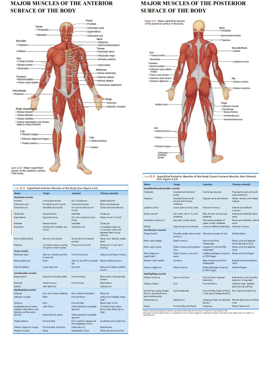 MUSCLES
Came from the Latin word mus meaning
"little
mouse"
40-50% of body weight
Responsible for all body movement
Viewed as machines of th