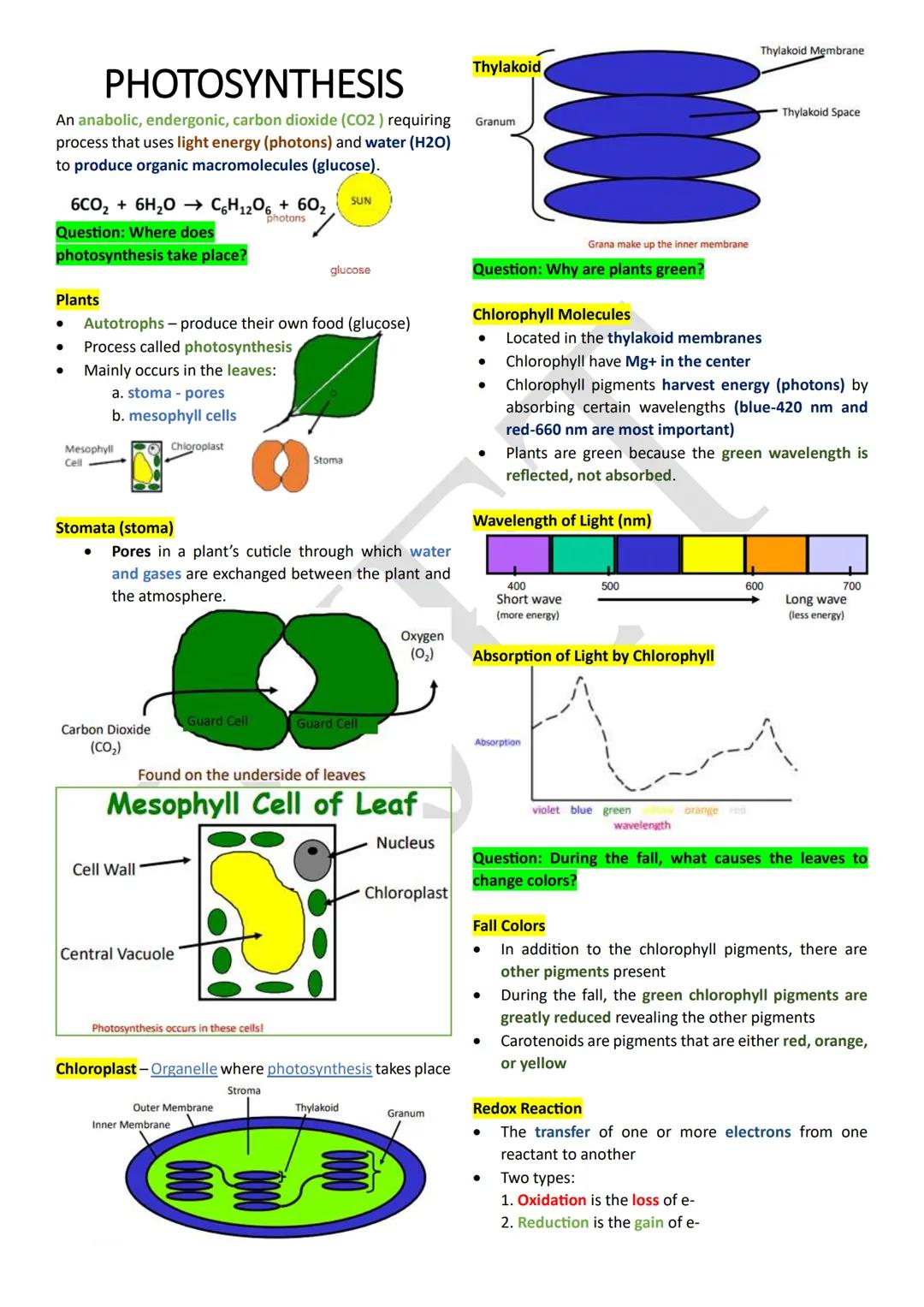 PHOTOSYNTHESIS
An anabolic, endergonic, carbon dioxide (CO2) requiring
process that uses light energy (photons) and water (H2O)
to produce o