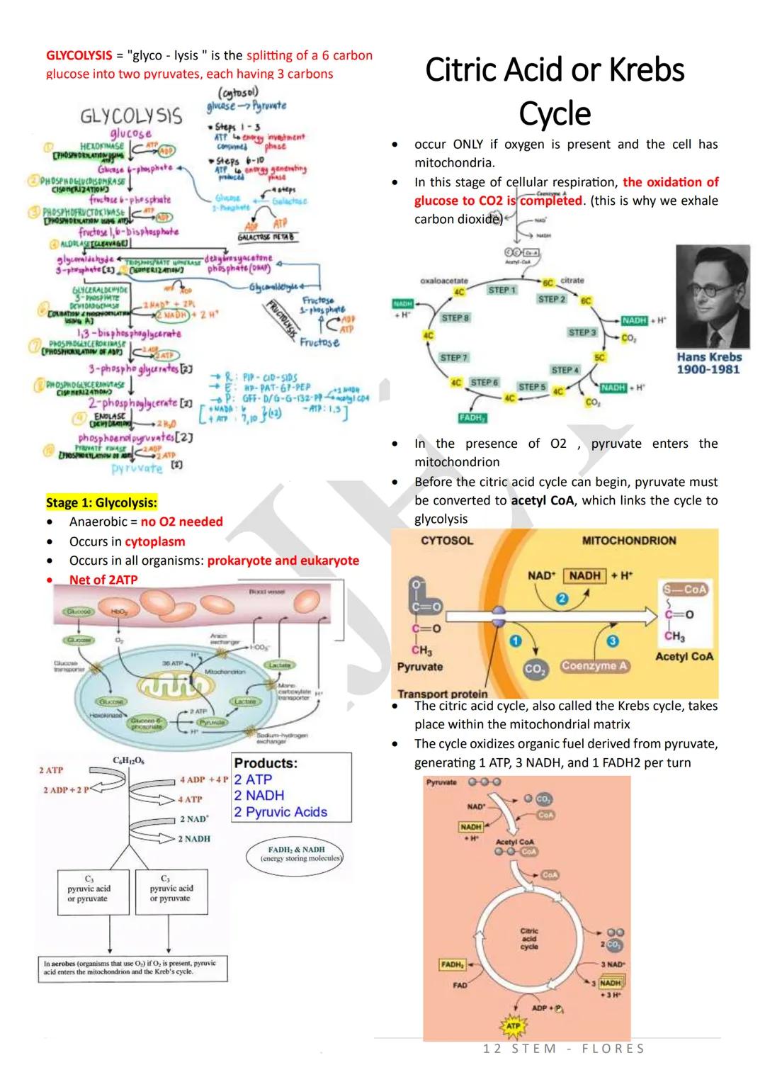 PHOTOSYNTHESIS
An anabolic, endergonic, carbon dioxide (CO2) requiring
process that uses light energy (photons) and water (H2O)
to produce o