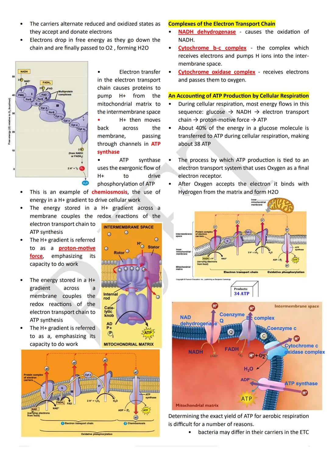 PHOTOSYNTHESIS
An anabolic, endergonic, carbon dioxide (CO2) requiring
process that uses light energy (photons) and water (H2O)
to produce o