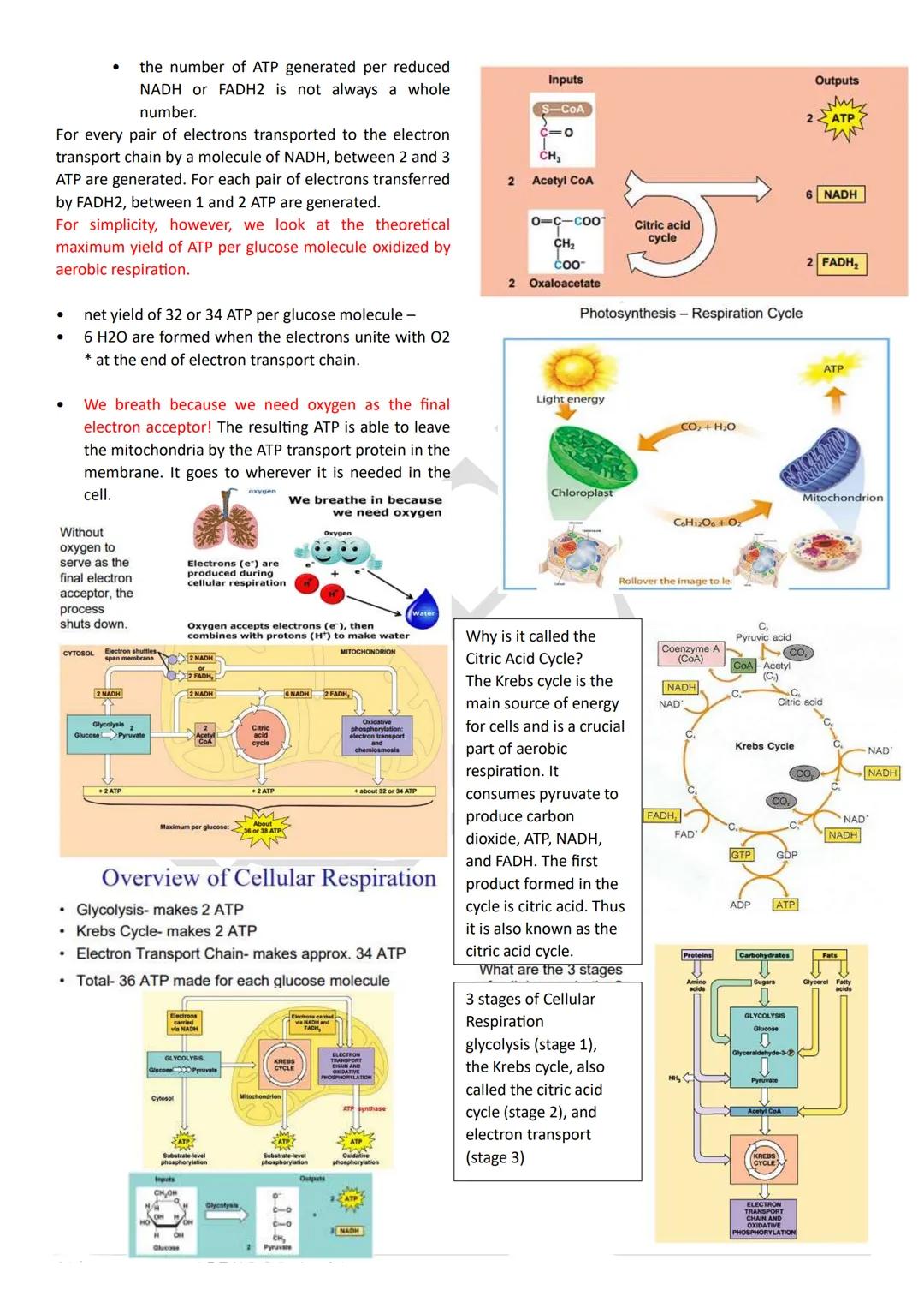 PHOTOSYNTHESIS
An anabolic, endergonic, carbon dioxide (CO2) requiring
process that uses light energy (photons) and water (H2O)
to produce o