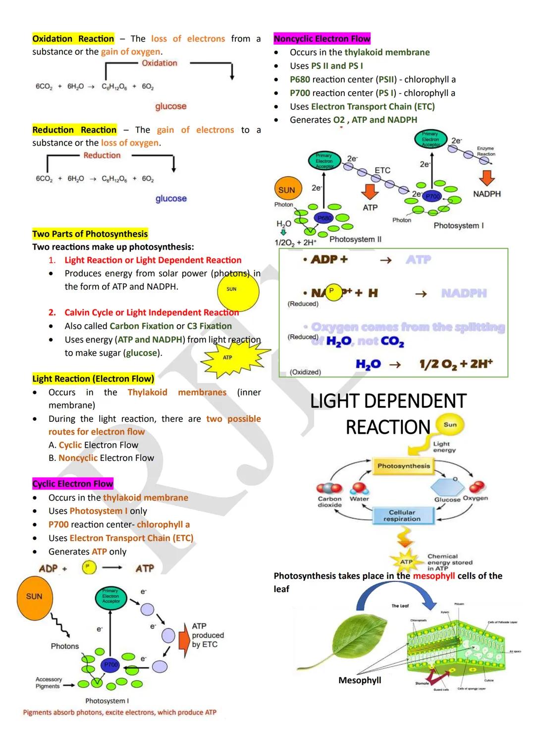 PHOTOSYNTHESIS
An anabolic, endergonic, carbon dioxide (CO2) requiring
process that uses light energy (photons) and water (H2O)
to produce o