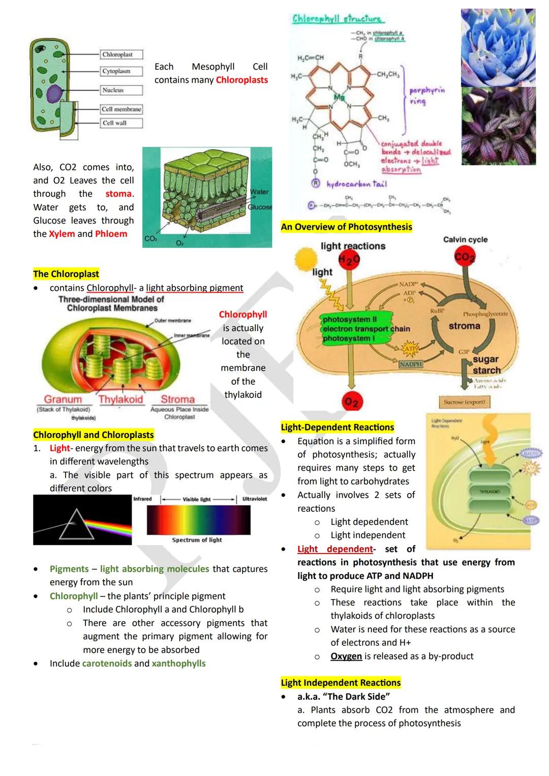 PHOTOSYNTHESIS
An anabolic, endergonic, carbon dioxide (CO2) requiring
process that uses light energy (photons) and water (H2O)
to produce o