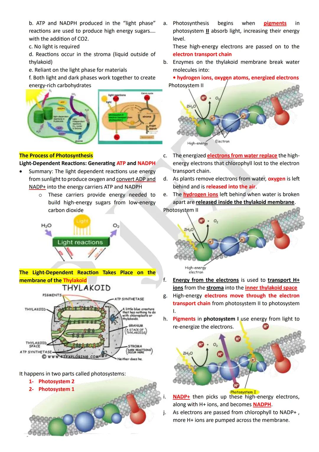 PHOTOSYNTHESIS
An anabolic, endergonic, carbon dioxide (CO2) requiring
process that uses light energy (photons) and water (H2O)
to produce o