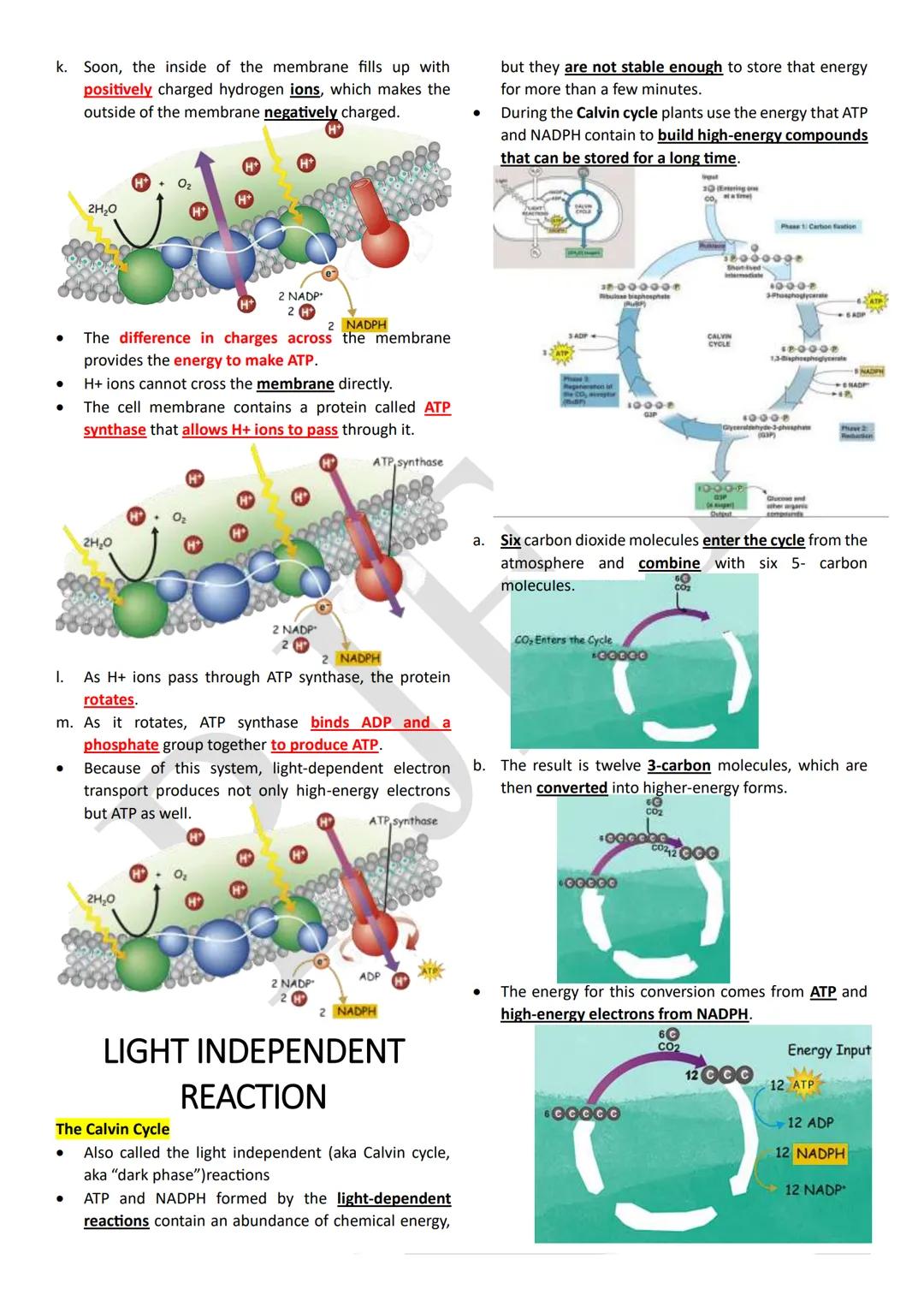 PHOTOSYNTHESIS
An anabolic, endergonic, carbon dioxide (CO2) requiring
process that uses light energy (photons) and water (H2O)
to produce o