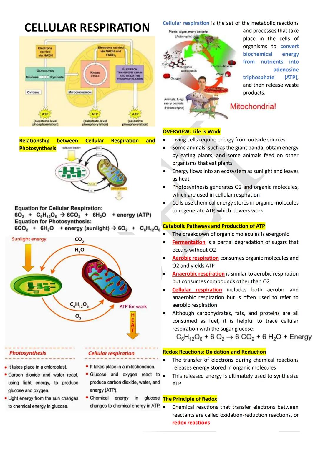 PHOTOSYNTHESIS
An anabolic, endergonic, carbon dioxide (CO2) requiring
process that uses light energy (photons) and water (H2O)
to produce o