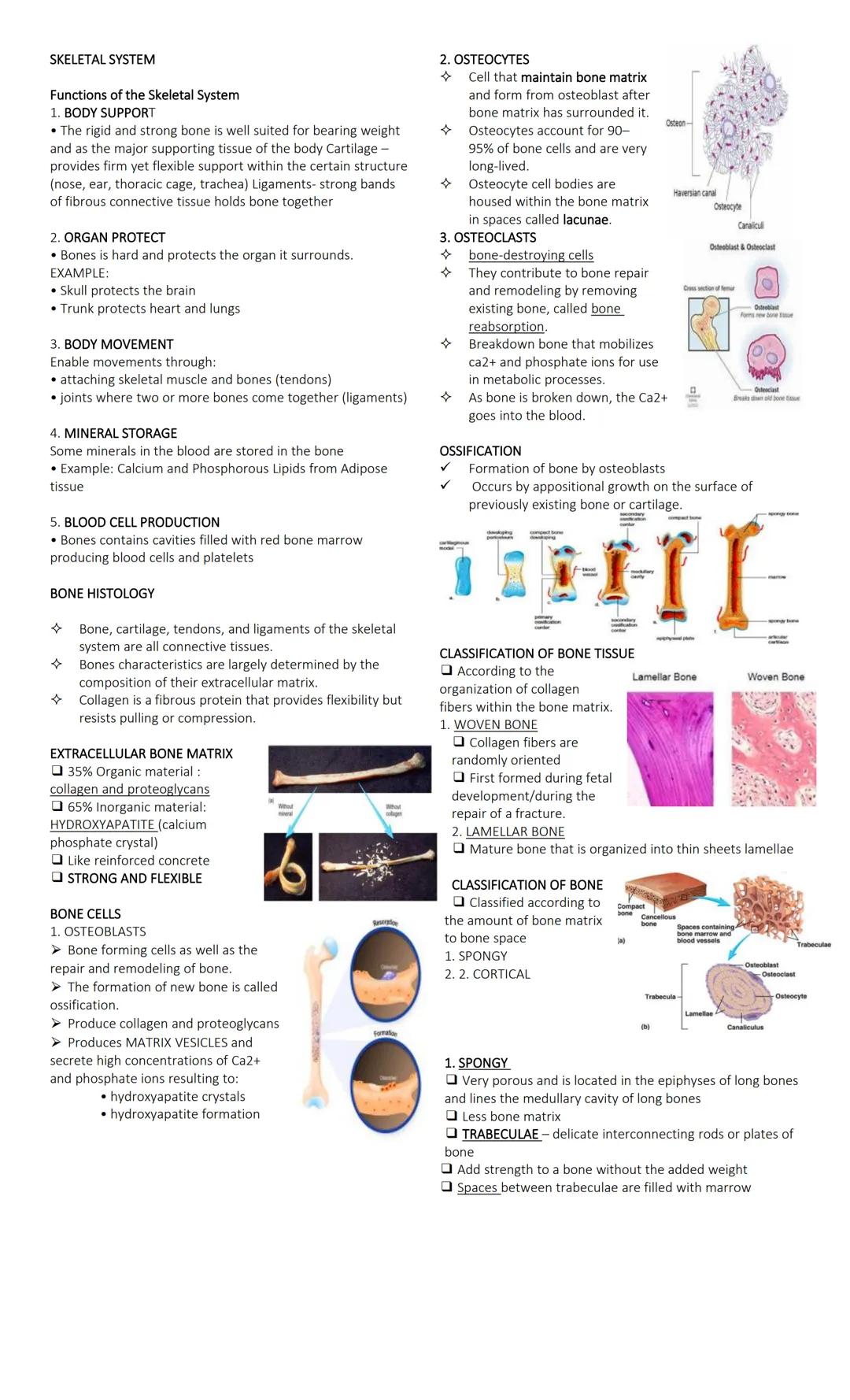 SKELETAL SYSTEM
Functions of the Skeletal System
1. BODY SUPPORT
• The rigid and strong bone is well suited for bearing weight
and as the ma