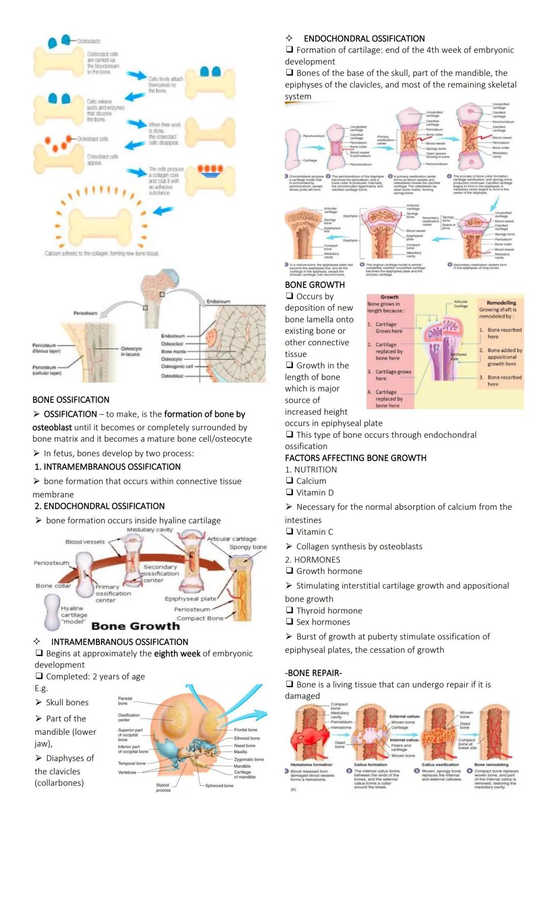 SKELETAL SYSTEM
Functions of the Skeletal System
1. BODY SUPPORT
• The rigid and strong bone is well suited for bearing weight
and as the ma