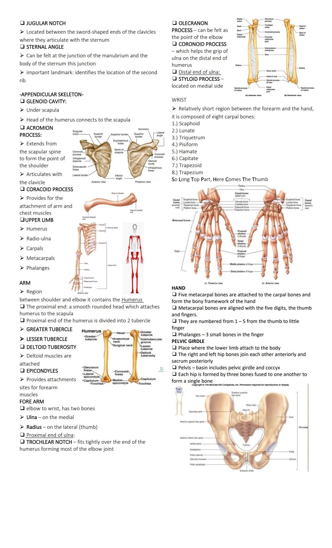 SKELETAL SYSTEM
Functions of the Skeletal System
1. BODY SUPPORT
• The rigid and strong bone is well suited for bearing weight
and as the ma