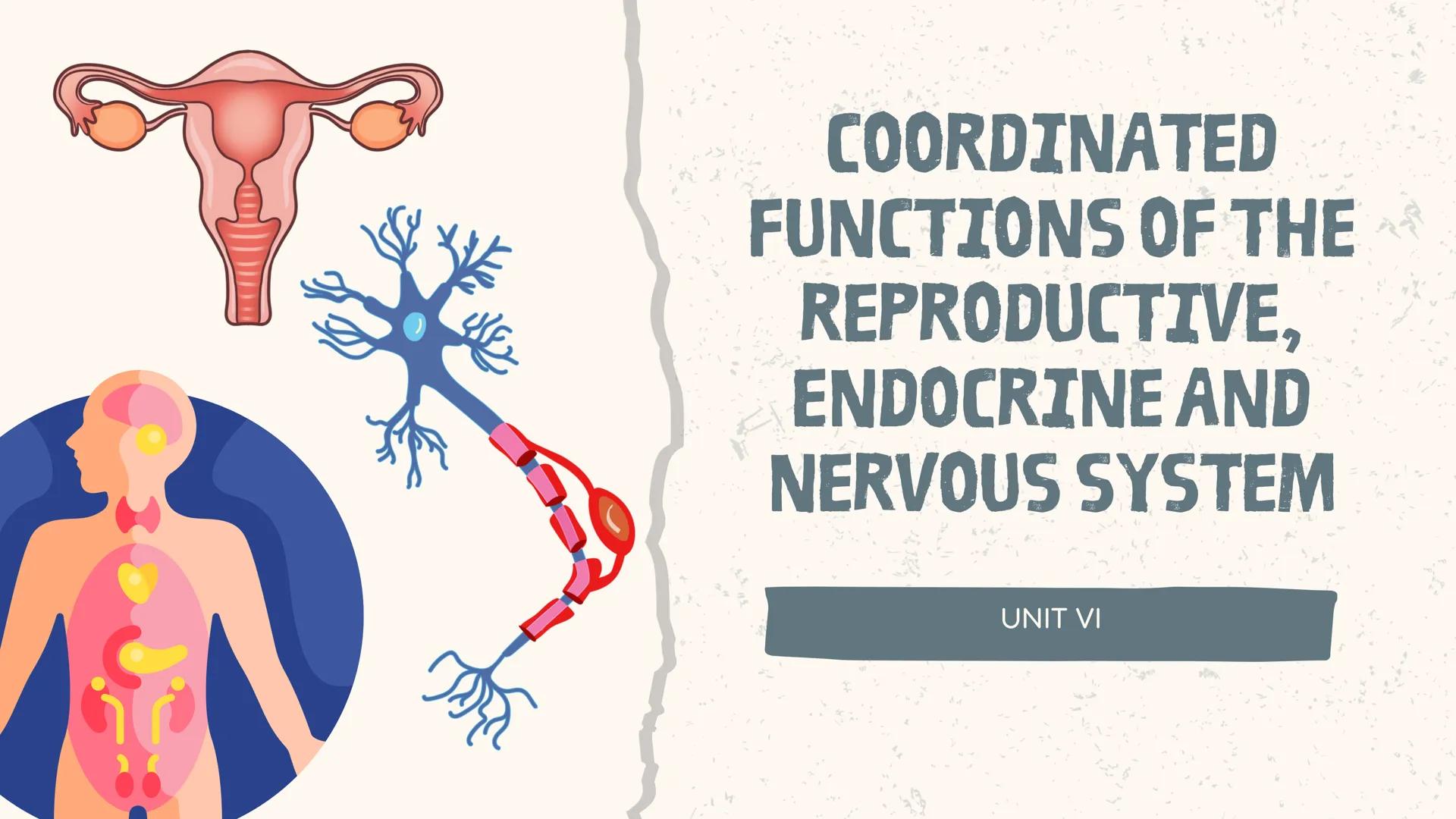 # COORDINATED
FUNCTIONS OF THE
REPRODUCTIVE,
ENDOCRINE AND
NERVOUS SYSTEM
UNIT VI INTRODUCTION
The systems of the body are
made up of diffe