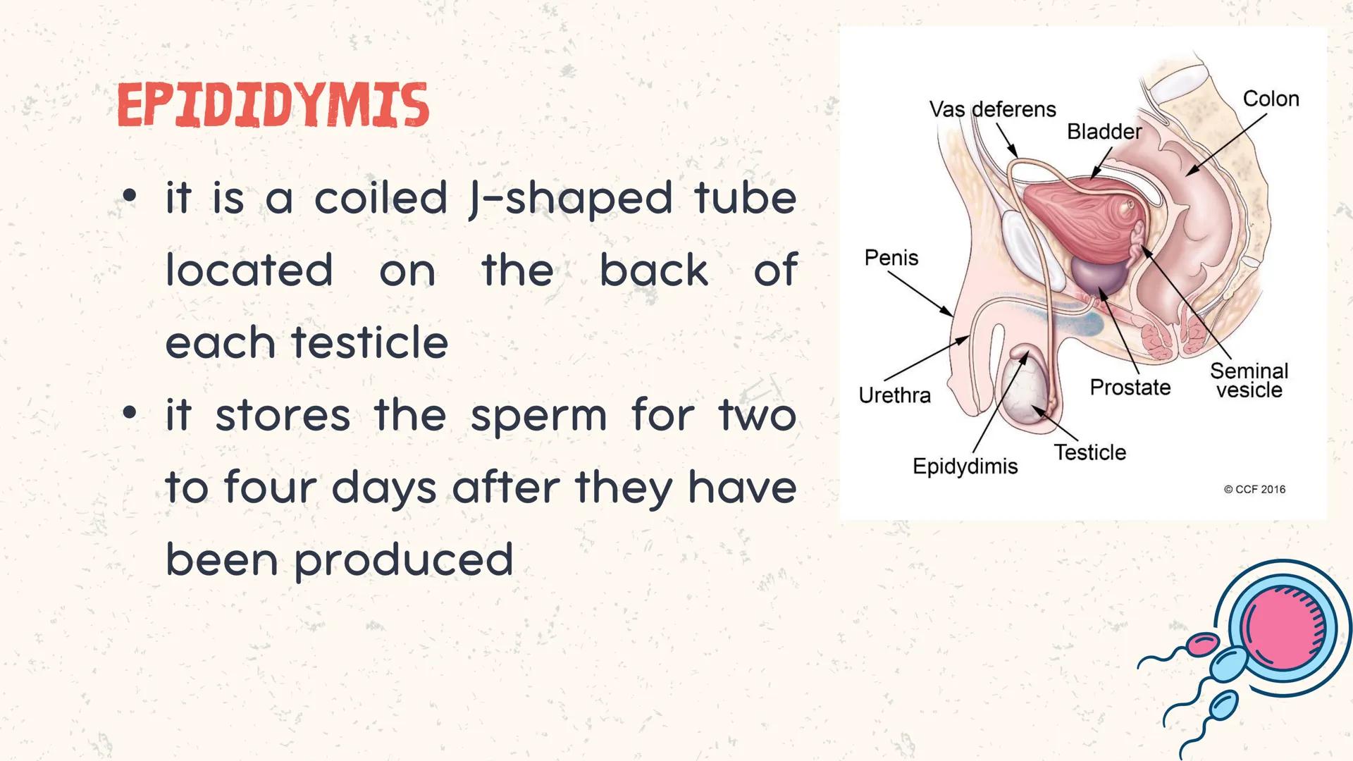 # COORDINATED
FUNCTIONS OF THE
REPRODUCTIVE,
ENDOCRINE AND
NERVOUS SYSTEM
UNIT VI INTRODUCTION
The systems of the body are
made up of diffe