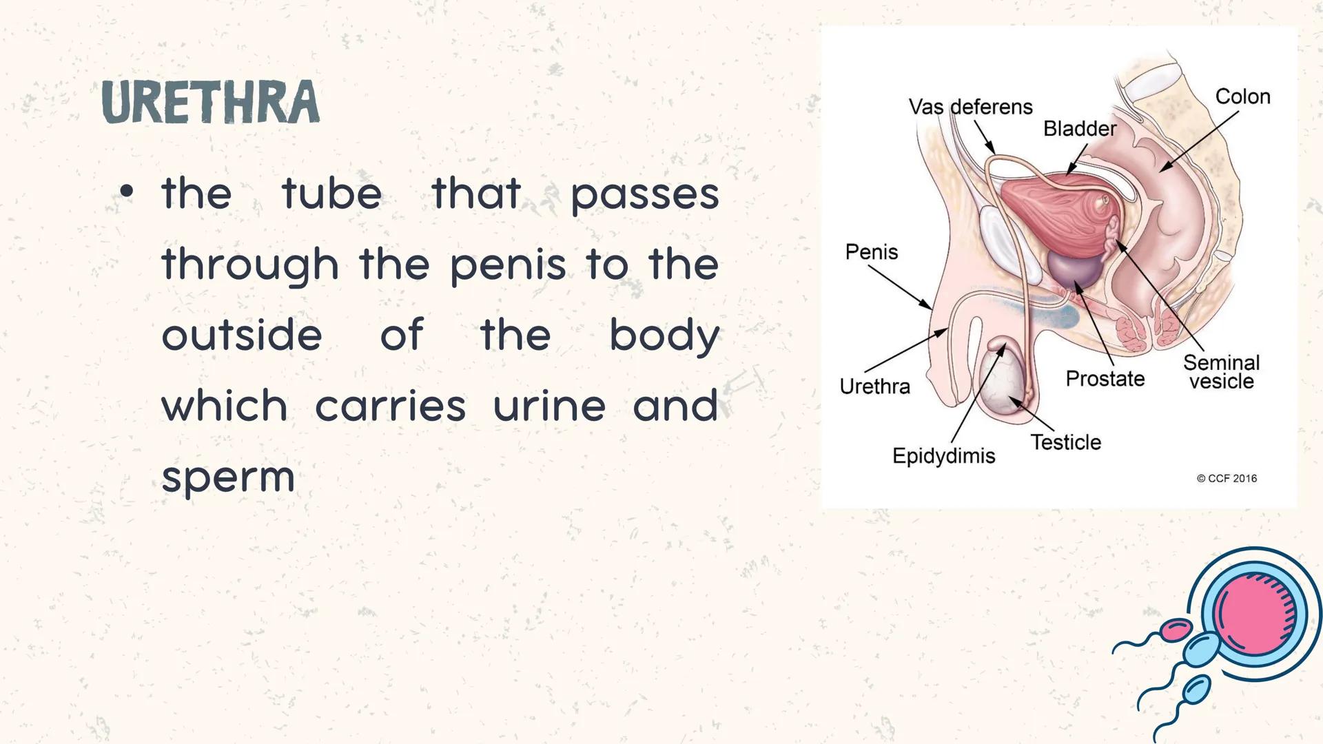 # COORDINATED
FUNCTIONS OF THE
REPRODUCTIVE,
ENDOCRINE AND
NERVOUS SYSTEM
UNIT VI INTRODUCTION
The systems of the body are
made up of diffe