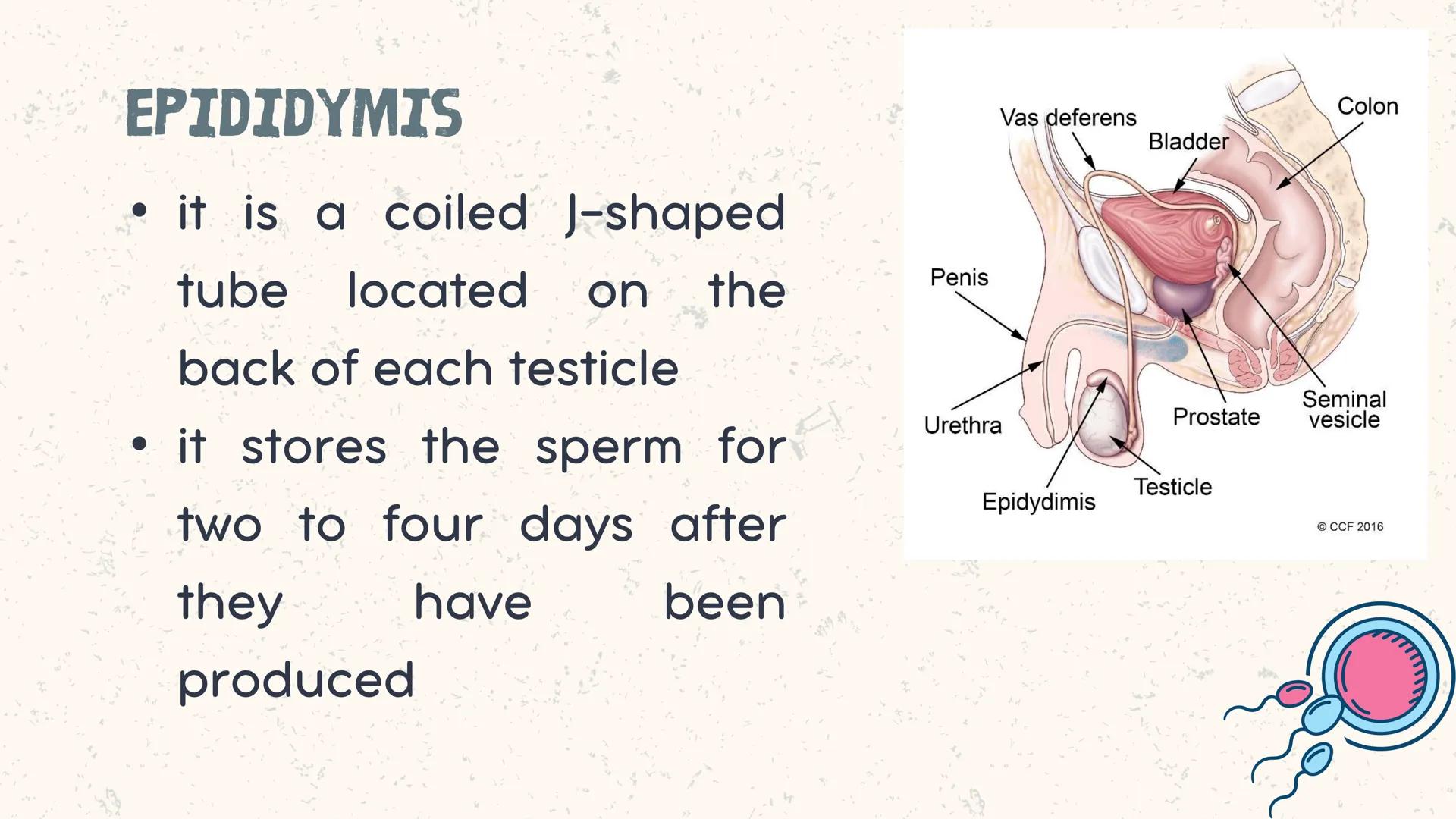 # COORDINATED
FUNCTIONS OF THE
REPRODUCTIVE,
ENDOCRINE AND
NERVOUS SYSTEM
UNIT VI INTRODUCTION
The systems of the body are
made up of diffe