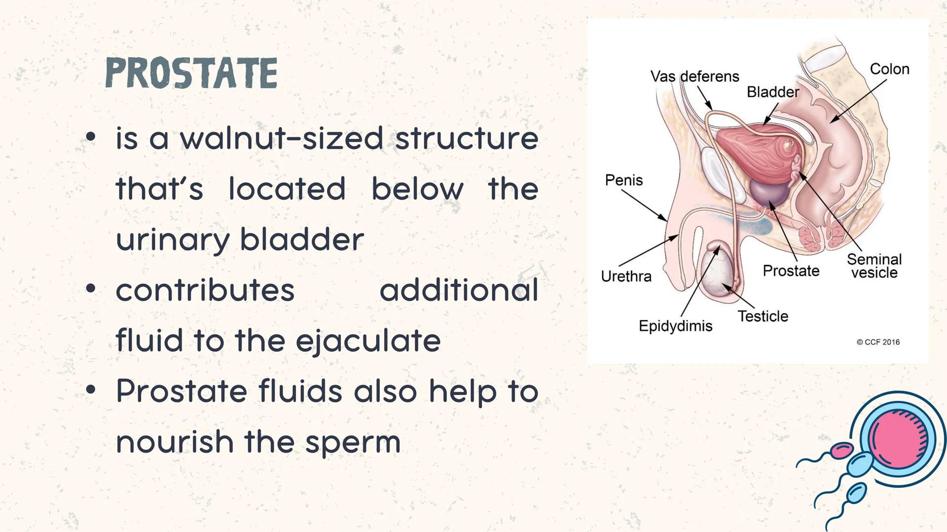 # COORDINATED
FUNCTIONS OF THE
REPRODUCTIVE,
ENDOCRINE AND
NERVOUS SYSTEM
UNIT VI INTRODUCTION
The systems of the body are
made up of diffe