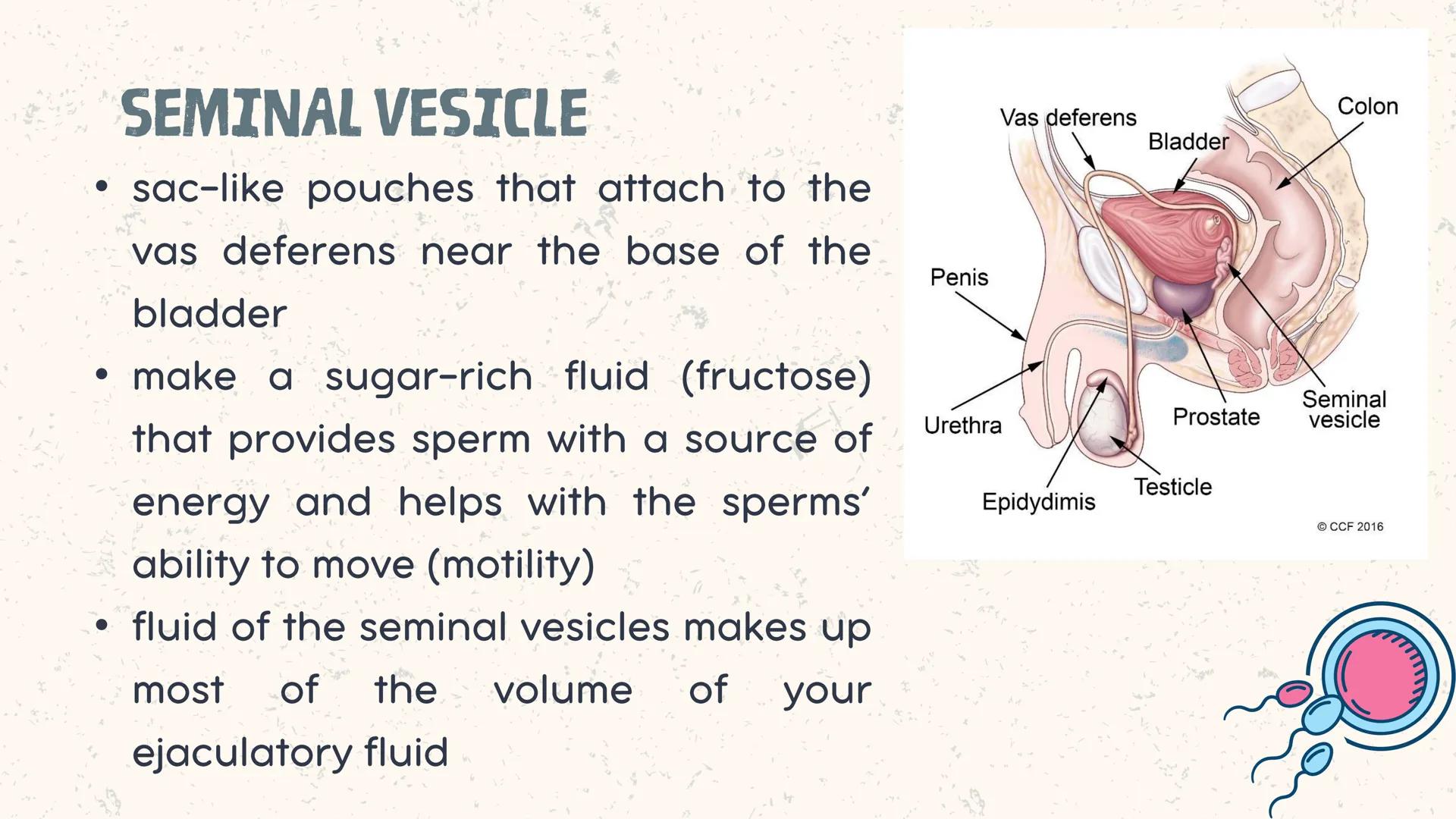 # COORDINATED
FUNCTIONS OF THE
REPRODUCTIVE,
ENDOCRINE AND
NERVOUS SYSTEM
UNIT VI INTRODUCTION
The systems of the body are
made up of diffe