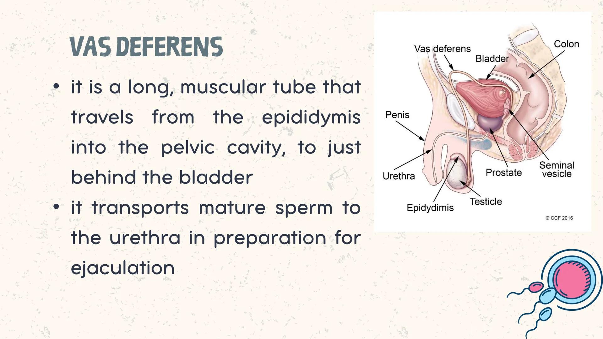 # COORDINATED
FUNCTIONS OF THE
REPRODUCTIVE,
ENDOCRINE AND
NERVOUS SYSTEM
UNIT VI INTRODUCTION
The systems of the body are
made up of diffe
