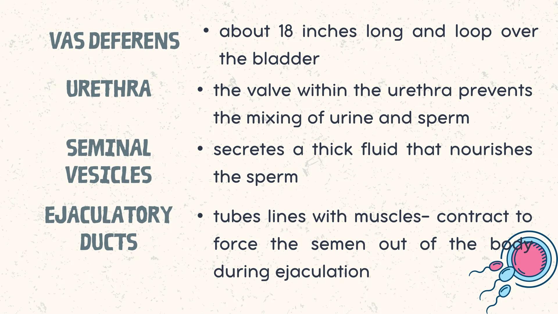 # COORDINATED
FUNCTIONS OF THE
REPRODUCTIVE,
ENDOCRINE AND
NERVOUS SYSTEM
UNIT VI INTRODUCTION
The systems of the body are
made up of diffe