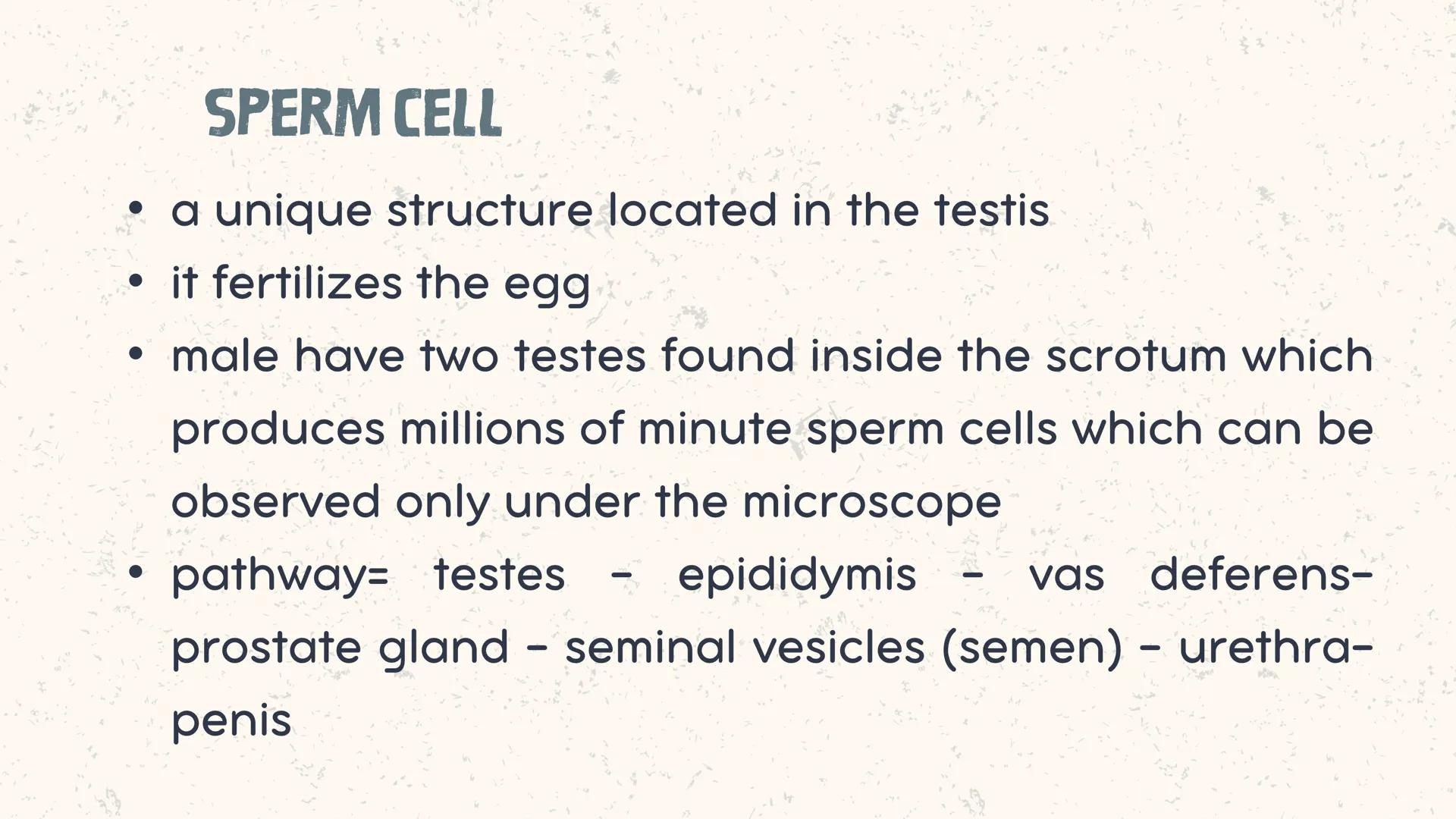 # COORDINATED
FUNCTIONS OF THE
REPRODUCTIVE,
ENDOCRINE AND
NERVOUS SYSTEM
UNIT VI INTRODUCTION
The systems of the body are
made up of diffe