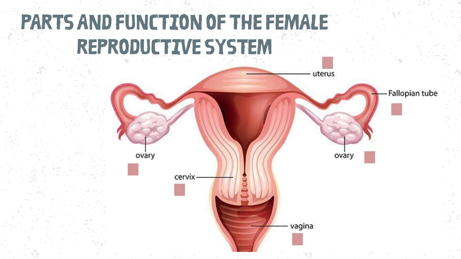 # COORDINATED
FUNCTIONS OF THE
REPRODUCTIVE,
ENDOCRINE AND
NERVOUS SYSTEM
UNIT VI INTRODUCTION
The systems of the body are
made up of diffe