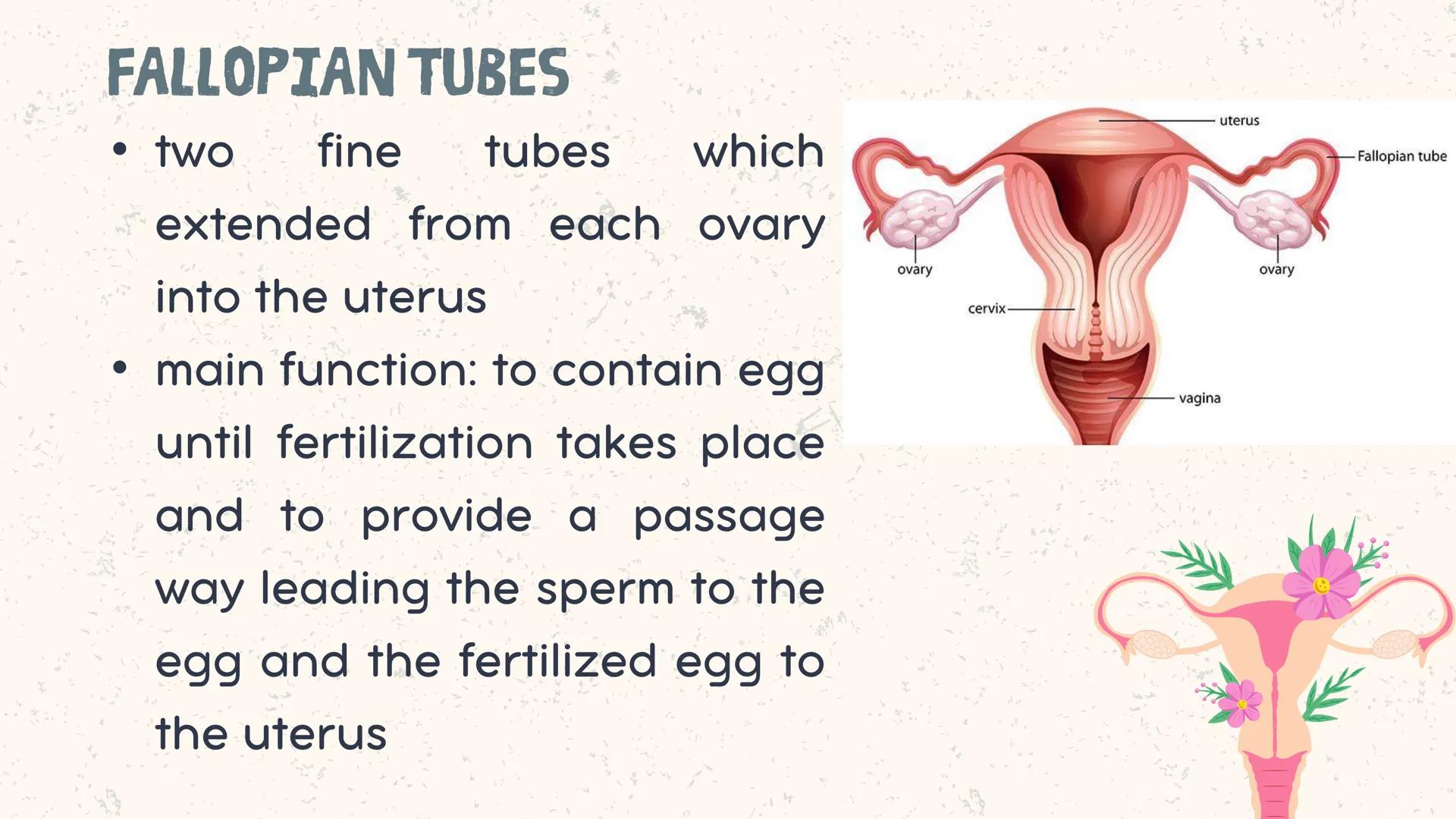 # COORDINATED
FUNCTIONS OF THE
REPRODUCTIVE,
ENDOCRINE AND
NERVOUS SYSTEM
UNIT VI INTRODUCTION
The systems of the body are
made up of diffe