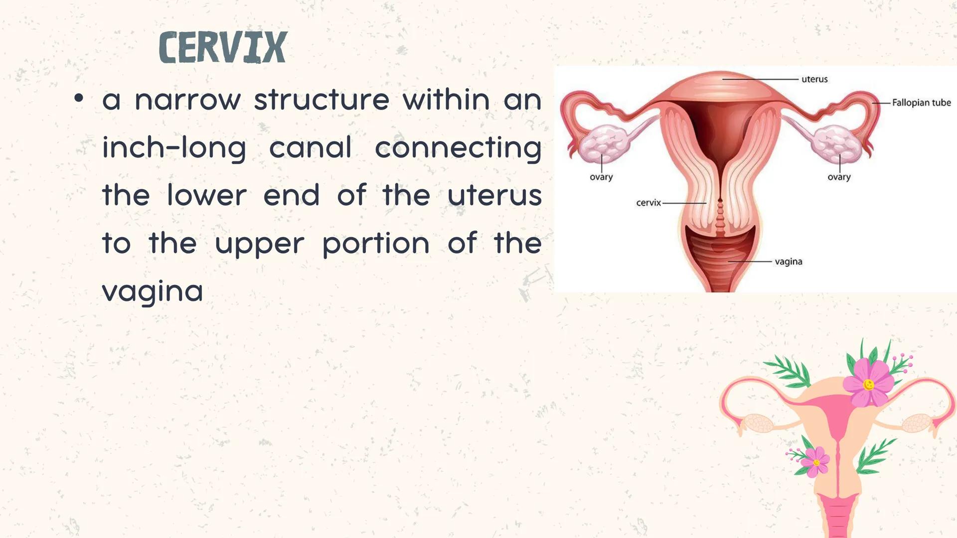 # COORDINATED
FUNCTIONS OF THE
REPRODUCTIVE,
ENDOCRINE AND
NERVOUS SYSTEM
UNIT VI INTRODUCTION
The systems of the body are
made up of diffe