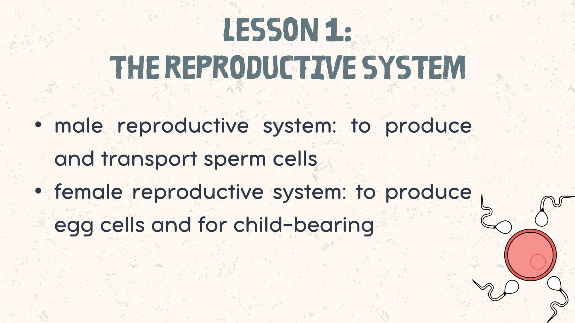 # COORDINATED
FUNCTIONS OF THE
REPRODUCTIVE,
ENDOCRINE AND
NERVOUS SYSTEM
UNIT VI INTRODUCTION
The systems of the body are
made up of diffe