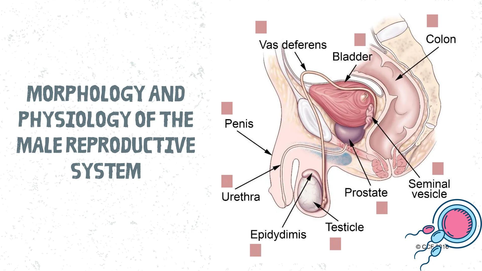 # COORDINATED
FUNCTIONS OF THE
REPRODUCTIVE,
ENDOCRINE AND
NERVOUS SYSTEM
UNIT VI INTRODUCTION
The systems of the body are
made up of diffe