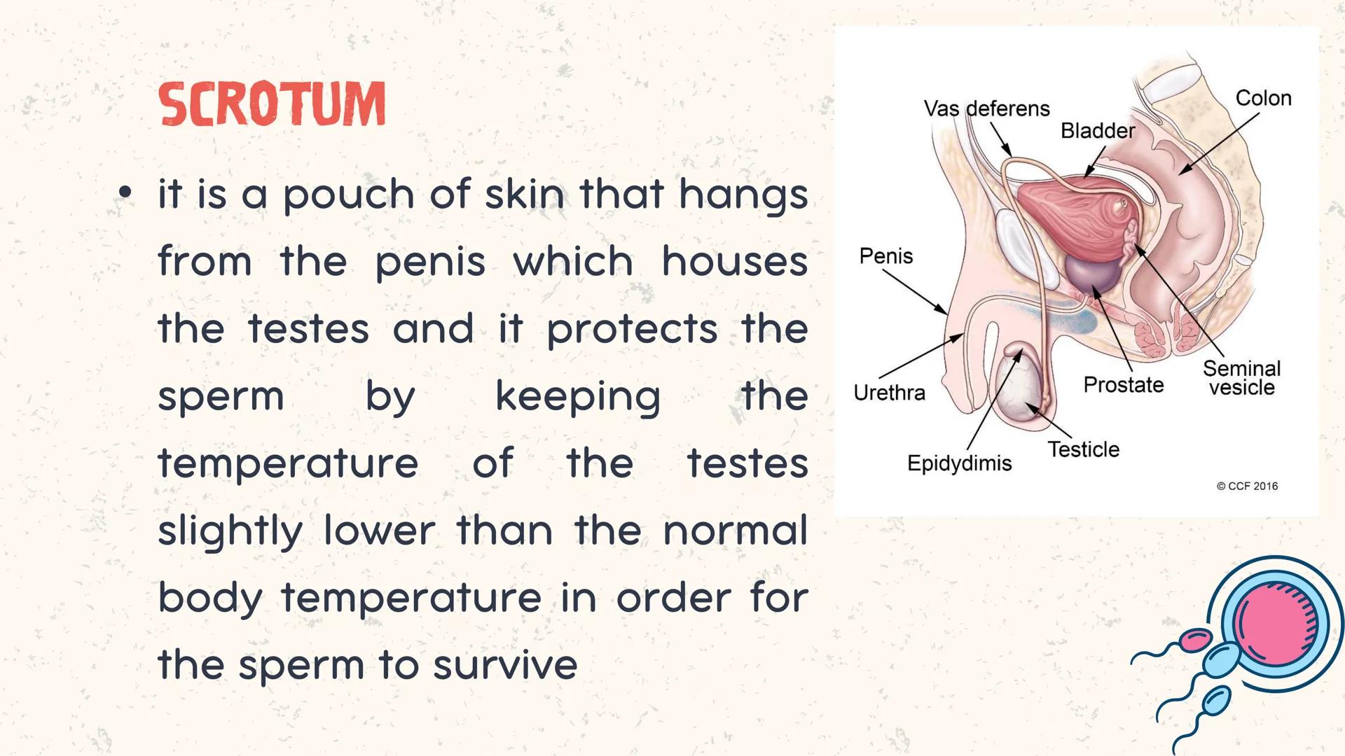 # COORDINATED
FUNCTIONS OF THE
REPRODUCTIVE,
ENDOCRINE AND
NERVOUS SYSTEM
UNIT VI INTRODUCTION
The systems of the body are
made up of diffe