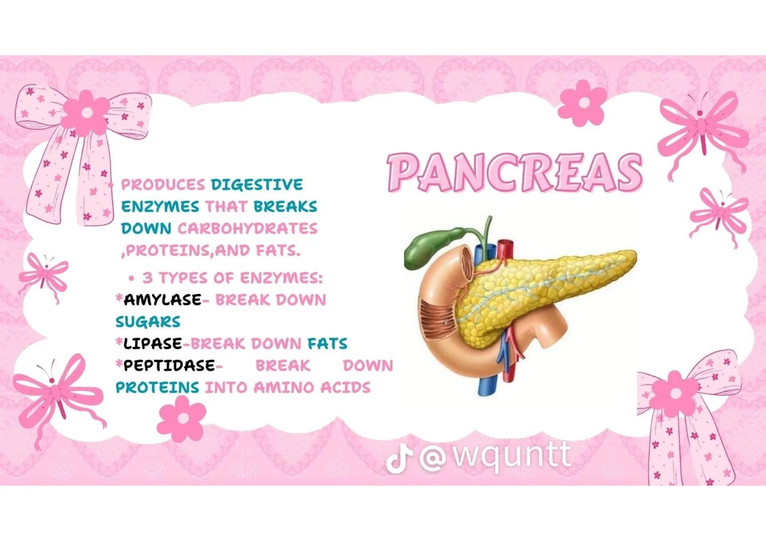 # THE HUMAN
DIGESTIVE
SYSTEM
PREPARED BY: WQUNTT
@wqunnt ANUS
• WHERE FECES
ELEMINATE/RELEASE/EXPE
LLED FROM OUR BODY
THROUGH THE PROCESS