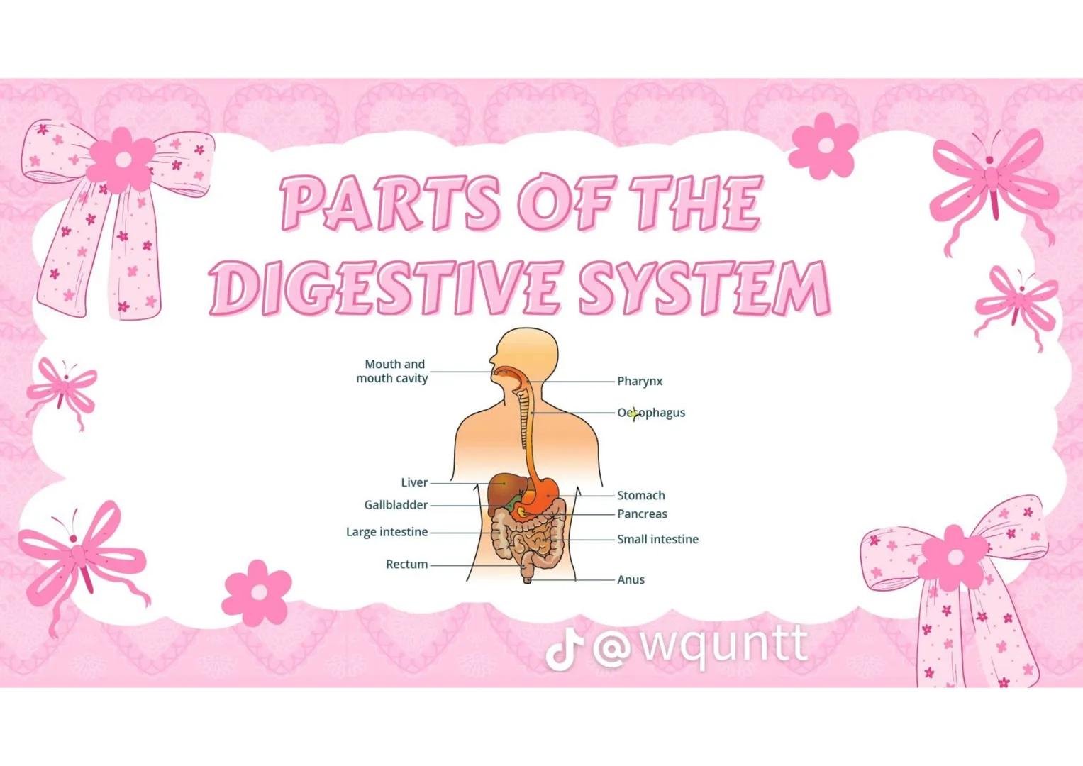 # THE HUMAN
DIGESTIVE
SYSTEM
PREPARED BY: WQUNTT
@wqunnt ANUS
• WHERE FECES
ELEMINATE/RELEASE/EXPE
LLED FROM OUR BODY
THROUGH THE PROCESS