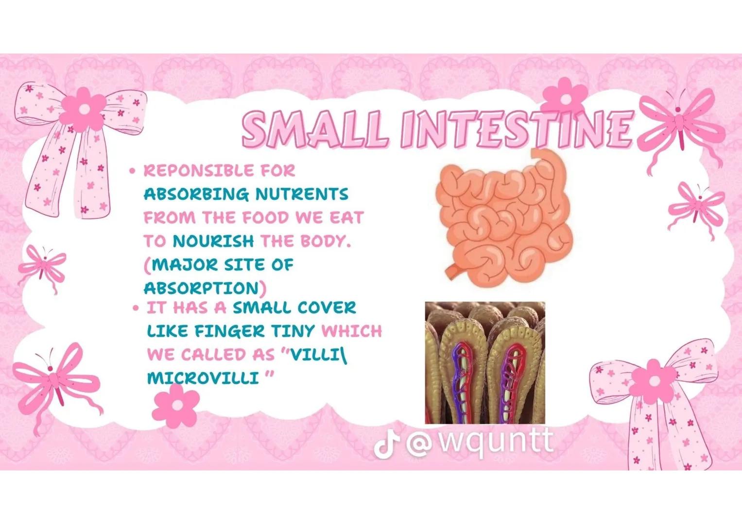 # THE HUMAN
DIGESTIVE
SYSTEM
PREPARED BY: WQUNTT
@wqunnt ANUS
• WHERE FECES
ELEMINATE/RELEASE/EXPE
LLED FROM OUR BODY
THROUGH THE PROCESS
