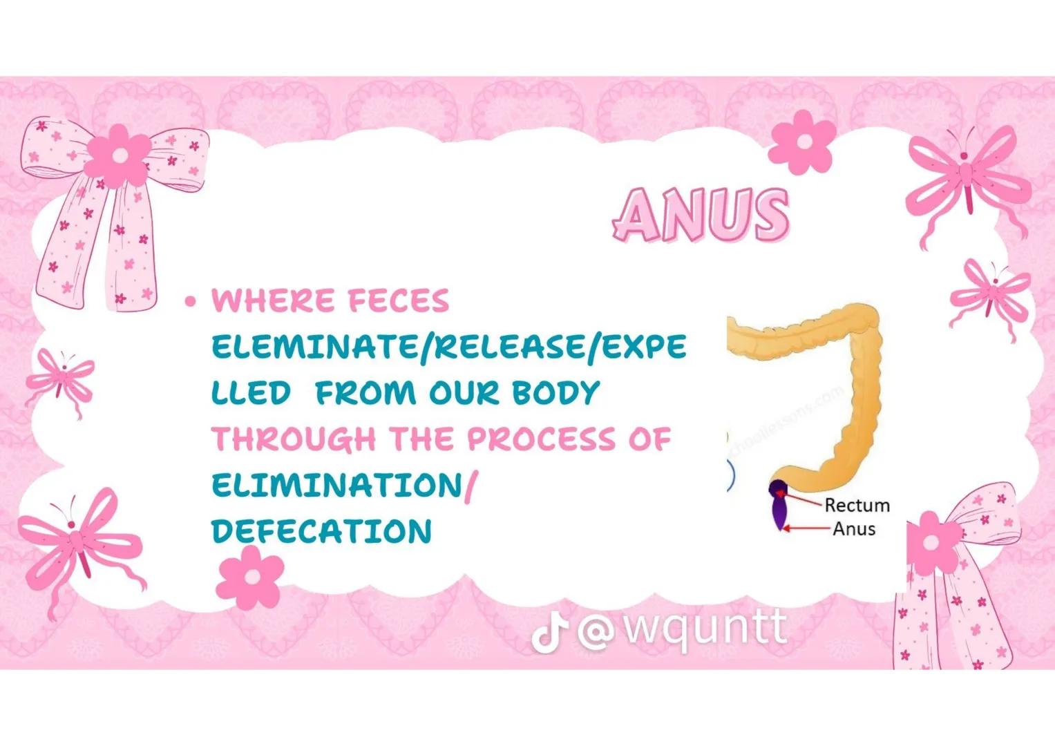 # THE HUMAN
DIGESTIVE
SYSTEM
PREPARED BY: WQUNTT
@wqunnt ANUS
• WHERE FECES
ELEMINATE/RELEASE/EXPE
LLED FROM OUR BODY
THROUGH THE PROCESS
