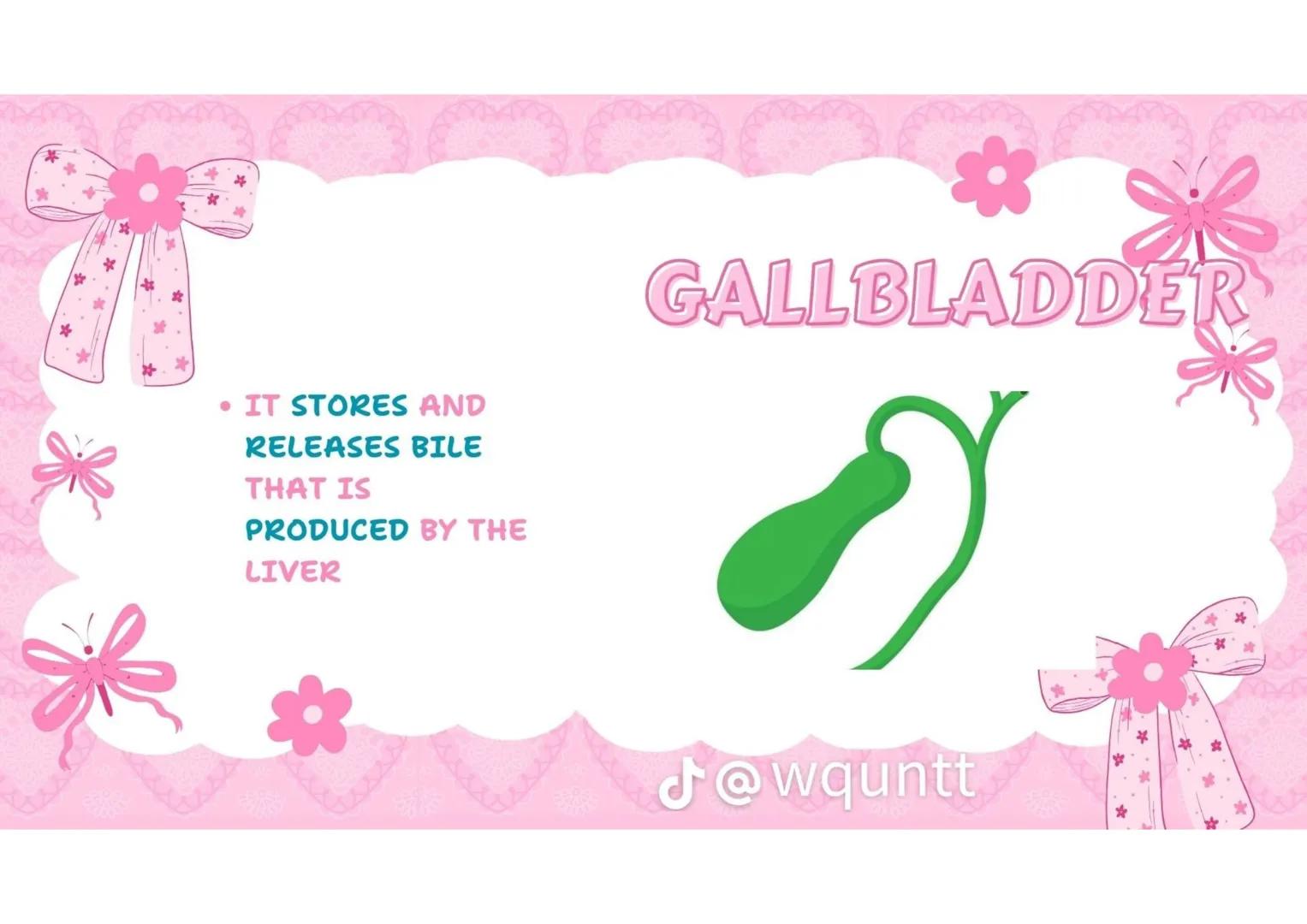 # THE HUMAN
DIGESTIVE
SYSTEM
PREPARED BY: WQUNTT
@wqunnt ANUS
• WHERE FECES
ELEMINATE/RELEASE/EXPE
LLED FROM OUR BODY
THROUGH THE PROCESS