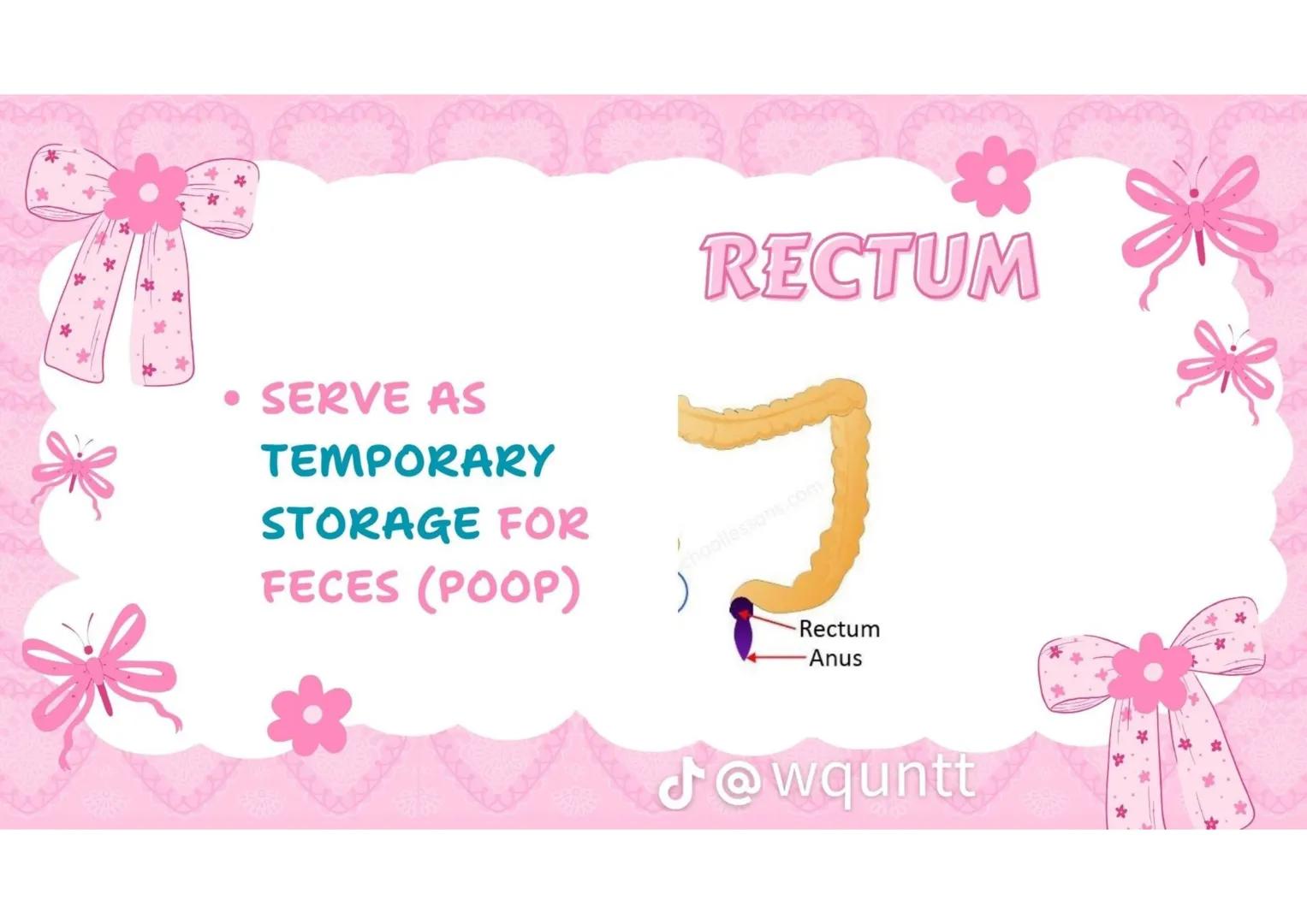 # THE HUMAN
DIGESTIVE
SYSTEM
PREPARED BY: WQUNTT
@wqunnt ANUS
• WHERE FECES
ELEMINATE/RELEASE/EXPE
LLED FROM OUR BODY
THROUGH THE PROCESS