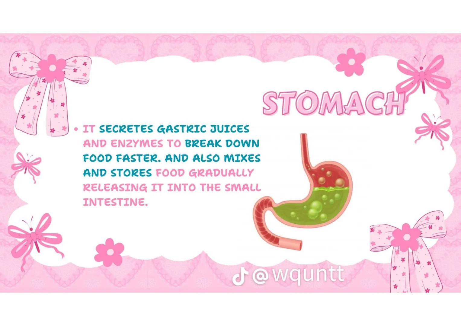 # THE HUMAN
DIGESTIVE
SYSTEM
PREPARED BY: WQUNTT
@wqunnt ANUS
• WHERE FECES
ELEMINATE/RELEASE/EXPE
LLED FROM OUR BODY
THROUGH THE PROCESS