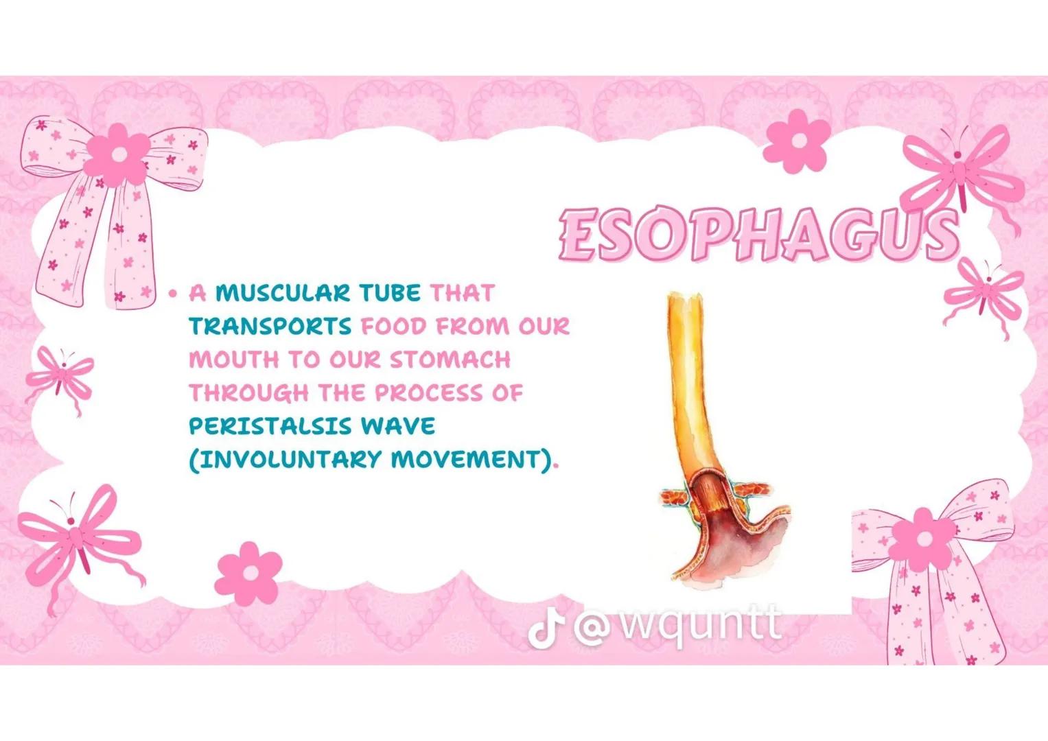 # THE HUMAN
DIGESTIVE
SYSTEM
PREPARED BY: WQUNTT
@wqunnt ANUS
• WHERE FECES
ELEMINATE/RELEASE/EXPE
LLED FROM OUR BODY
THROUGH THE PROCESS