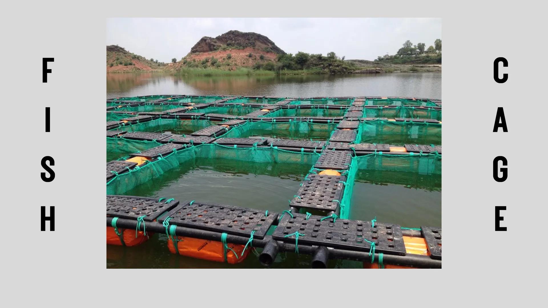 # LESSON 1:
# AQUACULTURE AQUACULTURE
is the farming of aquatic
organisms such as fish
and
shellfish under
controlled conditions RA 8550 (T