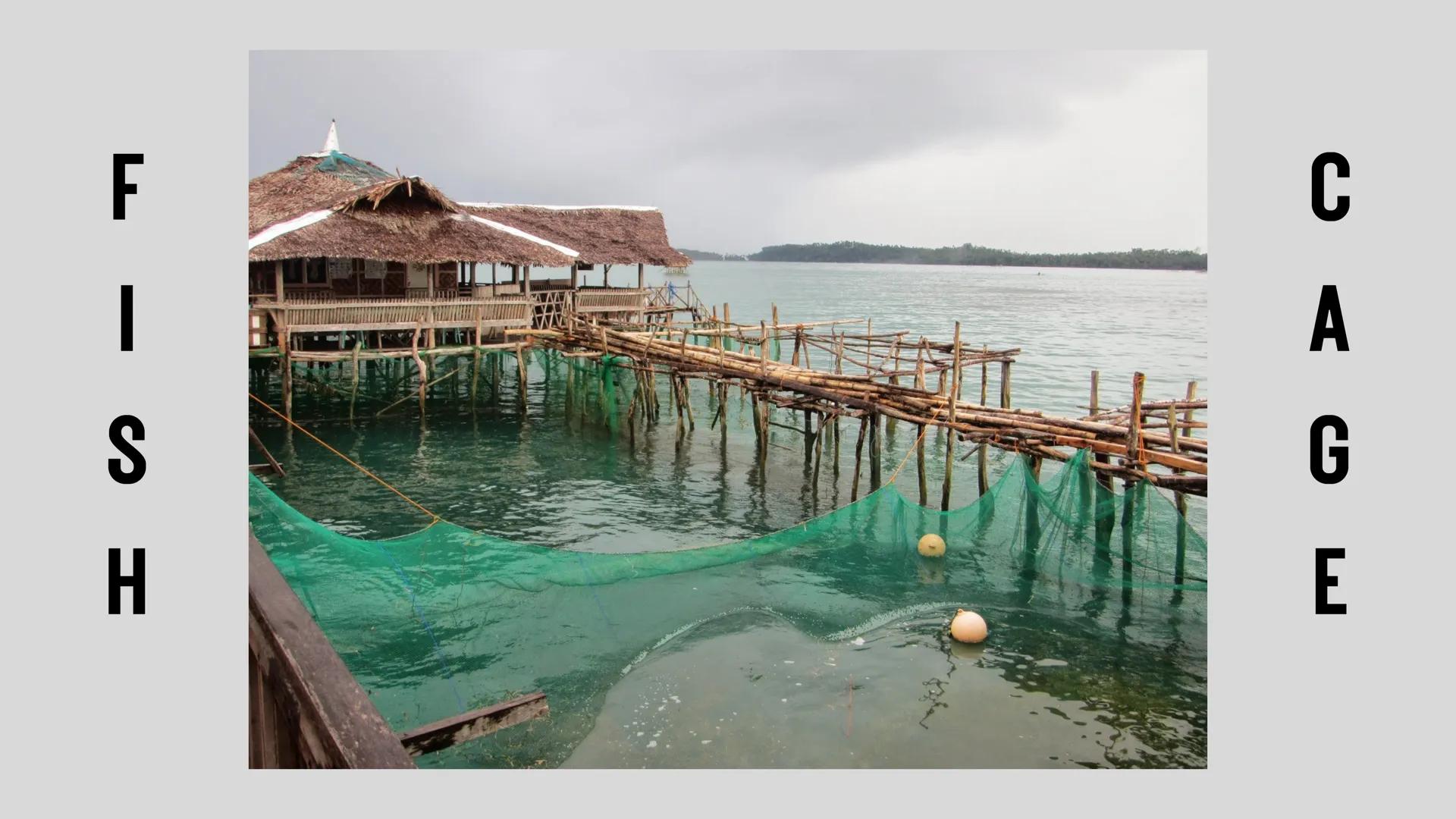 # LESSON 1:
# AQUACULTURE AQUACULTURE
is the farming of aquatic
organisms such as fish
and
shellfish under
controlled conditions RA 8550 (T