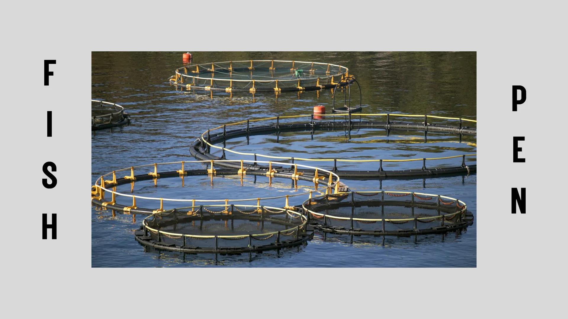# LESSON 1:
# AQUACULTURE AQUACULTURE
is the farming of aquatic
organisms such as fish
and
shellfish under
controlled conditions RA 8550 (T