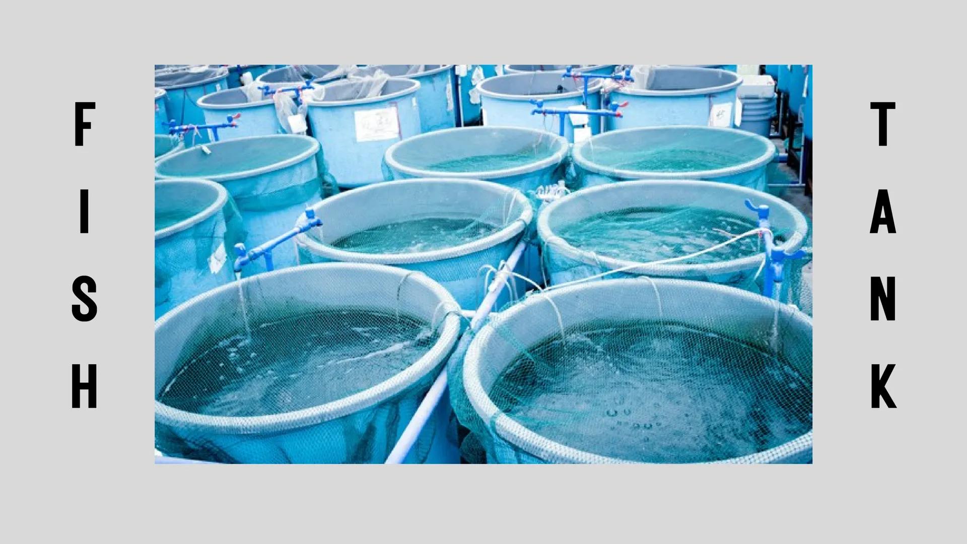 # LESSON 1:
# AQUACULTURE AQUACULTURE
is the farming of aquatic
organisms such as fish
and
shellfish under
controlled conditions RA 8550 (T