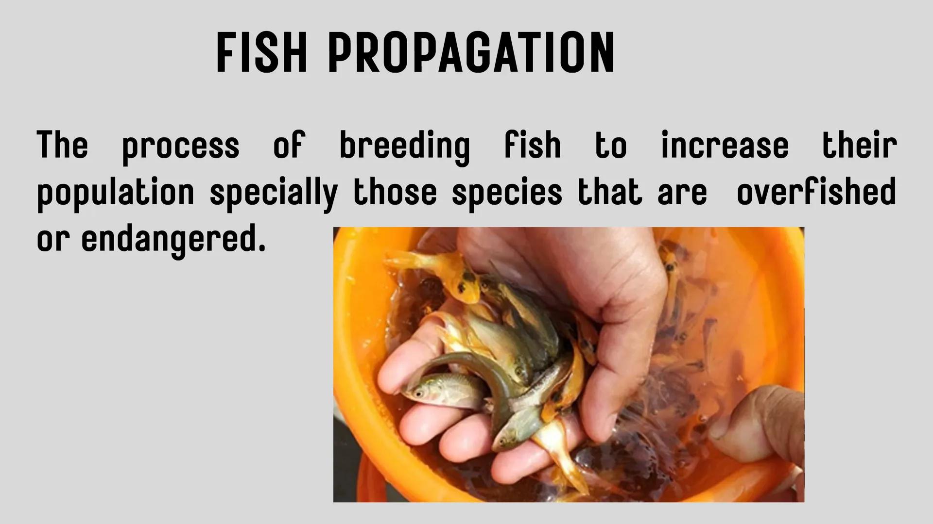 # LESSON 1:
# AQUACULTURE AQUACULTURE
is the farming of aquatic
organisms such as fish
and
shellfish under
controlled conditions RA 8550 (T
