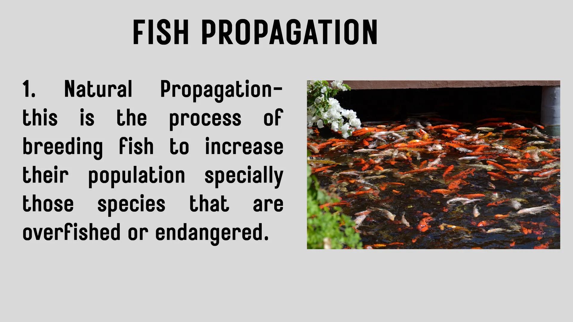 # LESSON 1:
# AQUACULTURE AQUACULTURE
is the farming of aquatic
organisms such as fish
and
shellfish under
controlled conditions RA 8550 (T