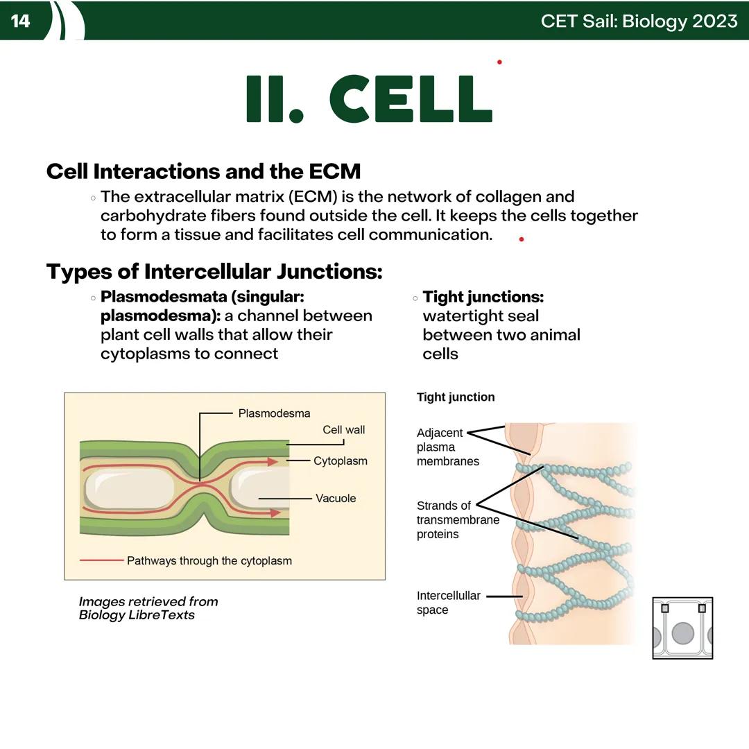 CET
SAIL!
with
SCIENCE
VOLUME 2: SCIENCE
I. Biology (1st Half) CET sail with
SCIENCE
Topic Outline
I. Biology
1. Branches of Biology
2. Cell