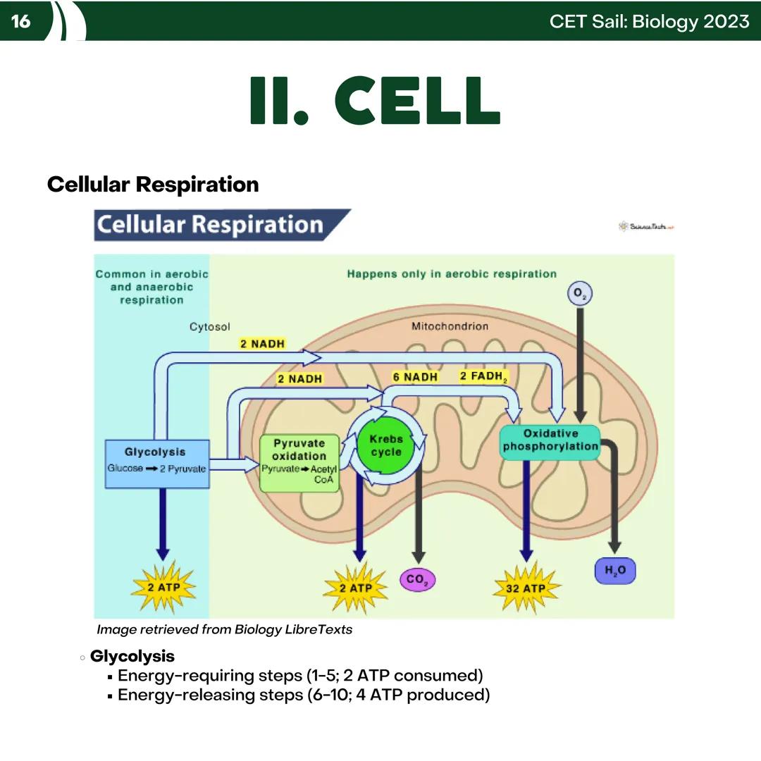 CET
SAIL!
with
SCIENCE
VOLUME 2: SCIENCE
I. Biology (1st Half) CET sail with
SCIENCE
Topic Outline
I. Biology
1. Branches of Biology
2. Cell
