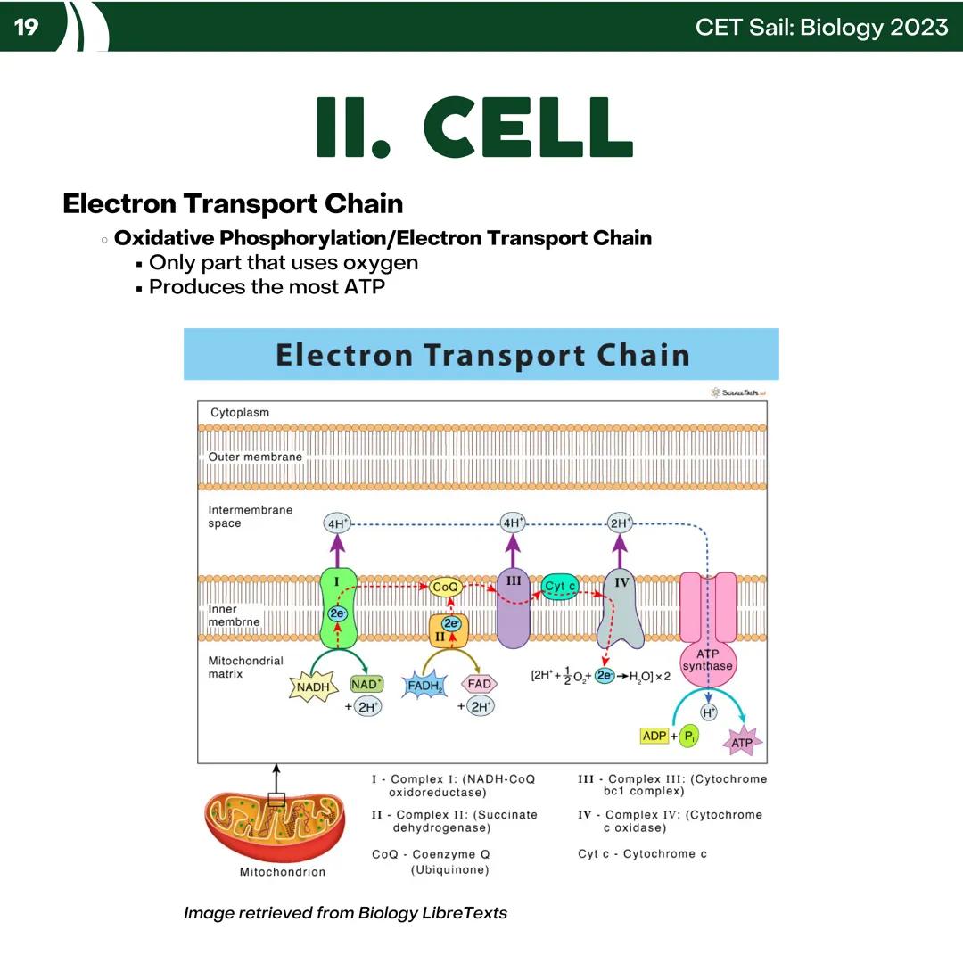 CET
SAIL!
with
SCIENCE
VOLUME 2: SCIENCE
I. Biology (1st Half) CET sail with
SCIENCE
Topic Outline
I. Biology
1. Branches of Biology
2. Cell
