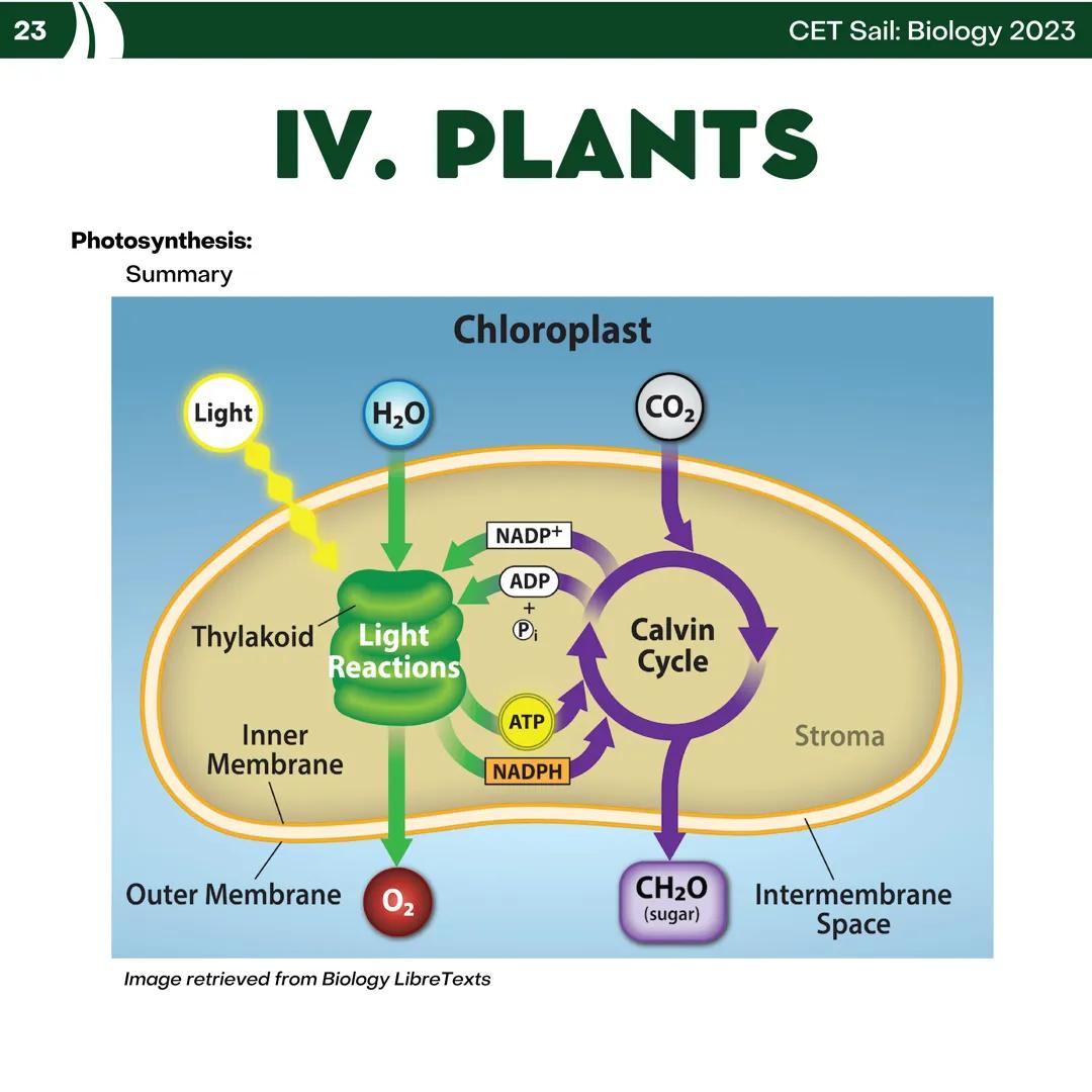 CET
SAIL!
with
SCIENCE
VOLUME 2: SCIENCE
I. Biology (1st Half) CET sail with
SCIENCE
Topic Outline
I. Biology
1. Branches of Biology
2. Cell